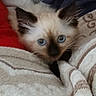 kitten, cat, blue_eyes, fluffy, fur, pointed_ears, siamese, pet, animal, portrait, close_up, blanket, cozy, indoors, human_hand, bedding, brown_and_white, looking_at_camera, cute, vertical_photo
