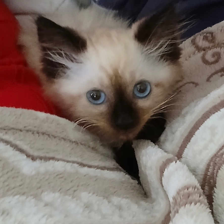 Frankie