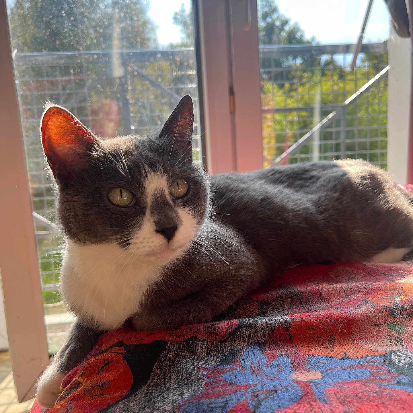 Minette participe au concours pour gagner de l'argent avec cette photo : abyssinian, animal, architecture, blanket, building, cat, chair, couch, door, furniture, homedecor, kitten, linen, manx, outdoors, pet, quilt, shelter, siamese, window
