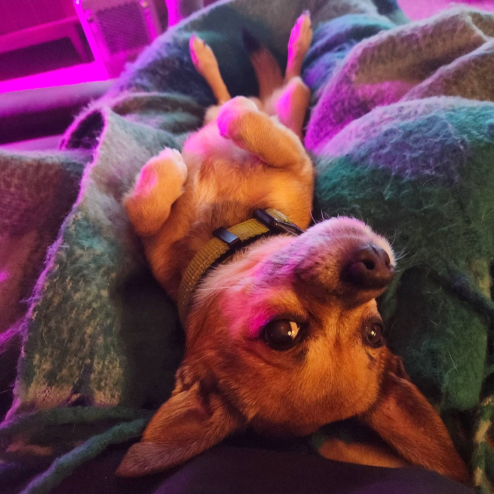 Joe is registered to the contest to win money with this photo: canidae, carnivore, cloud, comfort, companion_dog, dog, dog_breed, ear, fawn, liver, magenta, mammal, pink, purple, snout, sporting_group, textile, vertebrate, whiskers, working_animal