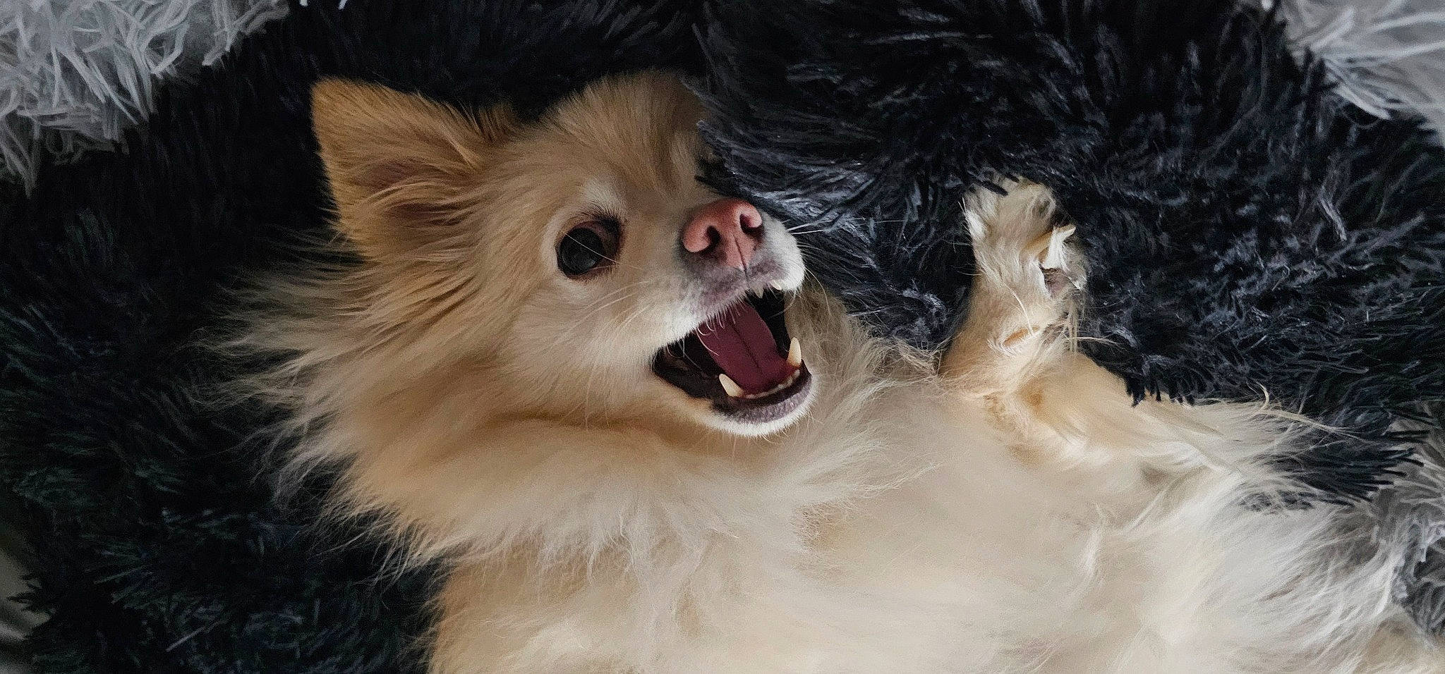 Toni Iommi is registered to the contest to win money with this photo: carnivore, close_up, companion_dog, dog, dog_breed, ear, eye, fang, fawn, fur, german_spitz, german_spitz_klein, german_spitz_mittel, iris, jaw, snout, spitz, tongue, toy_dog, whiskers