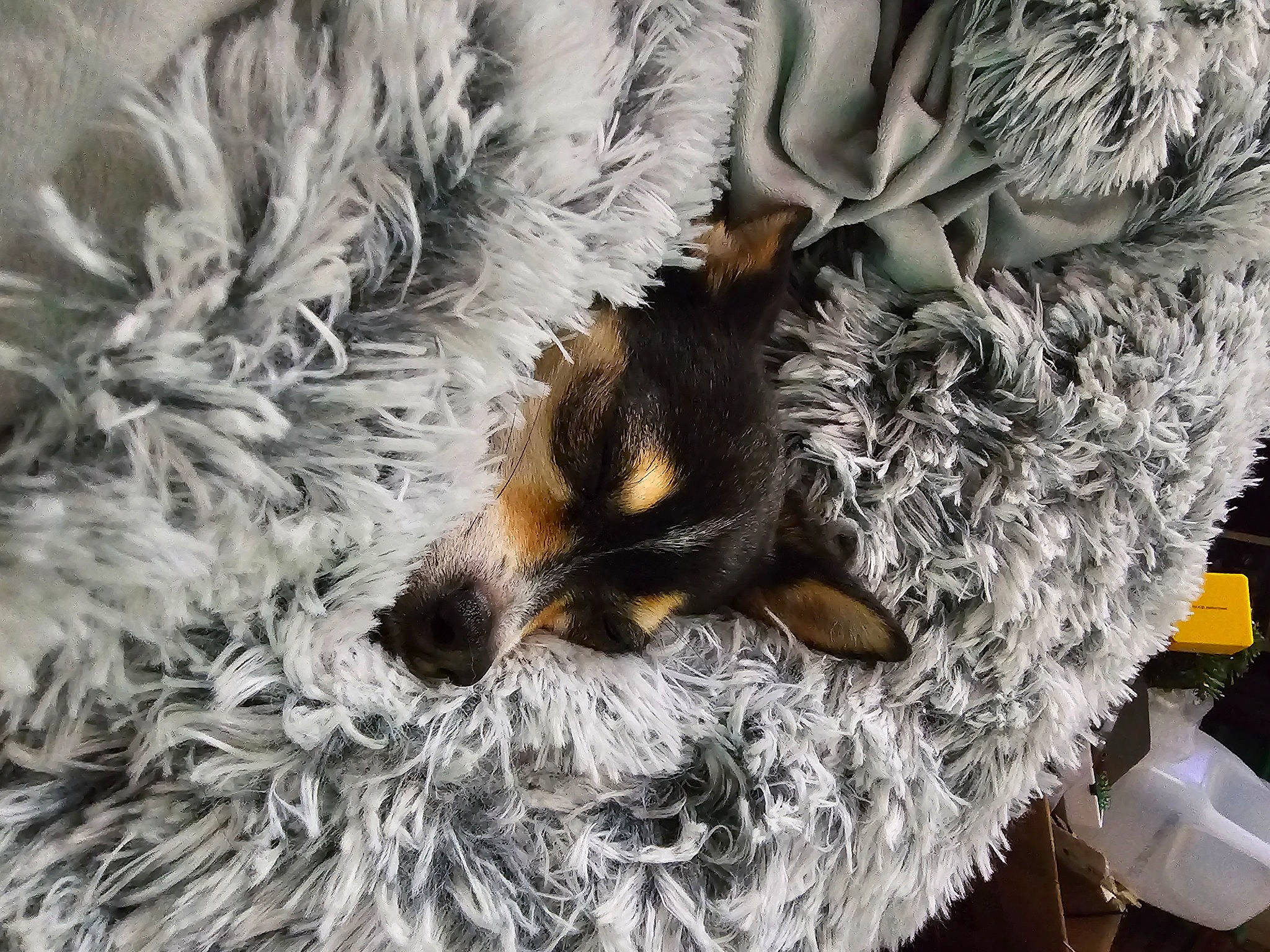 Frankie is registered to the contest to win money with this photo: canidae, carnivore, cat_supply, christmas, claw, companion_dog, conifer, dog_breed, event, fawn, feather, felidae, fur, small_to_medium_sized_cats, snout, sporting_group, tail, whiskers, wildlife, winter