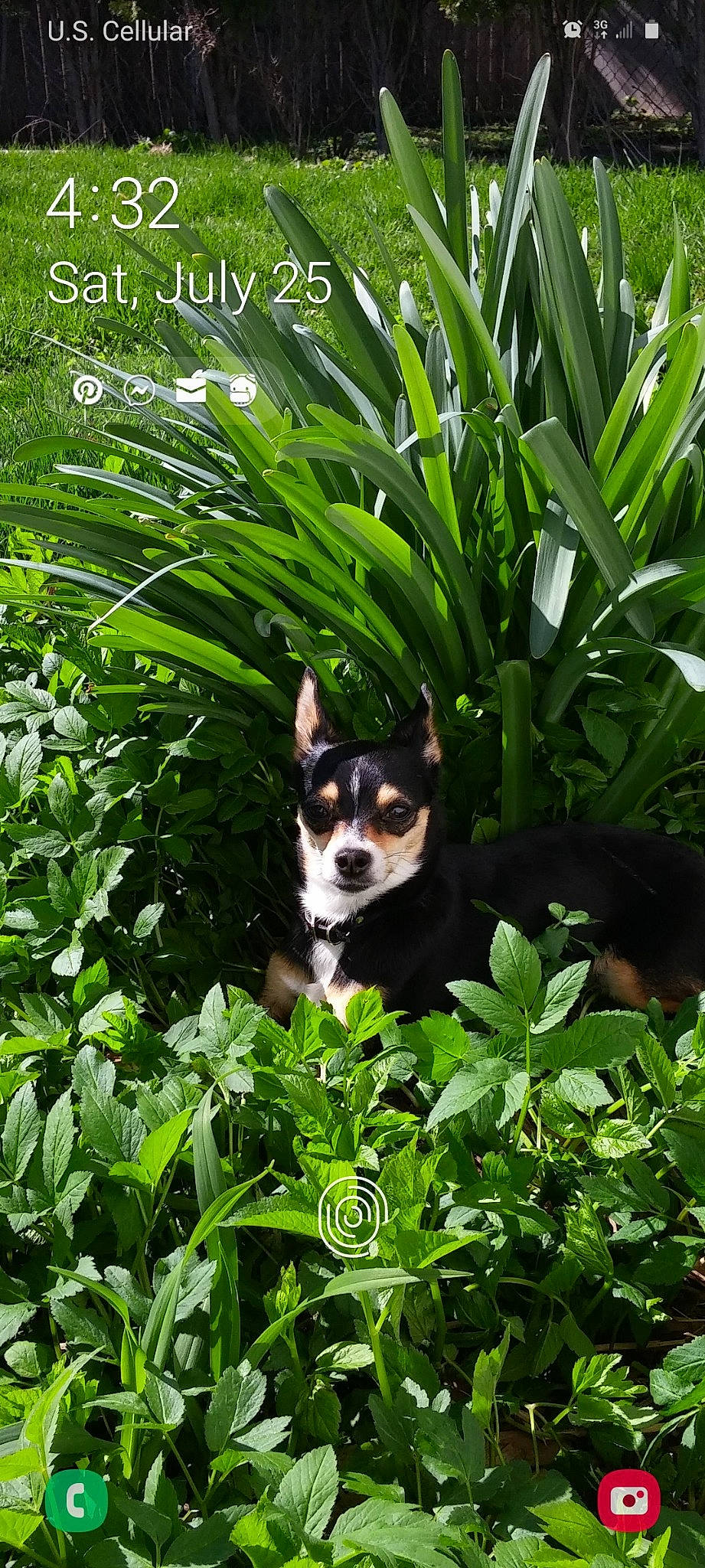 Frankie joined the competition — help win amazing prizes! botany, canidae, carnivore, companion_dog, dog, dog_breed, fawn, grass, groundcover, herb, jungle, leaf, plant, shrub, sporting_group, tail, terrestrial_animal, terrestrial_plant, vegetation, working_animal