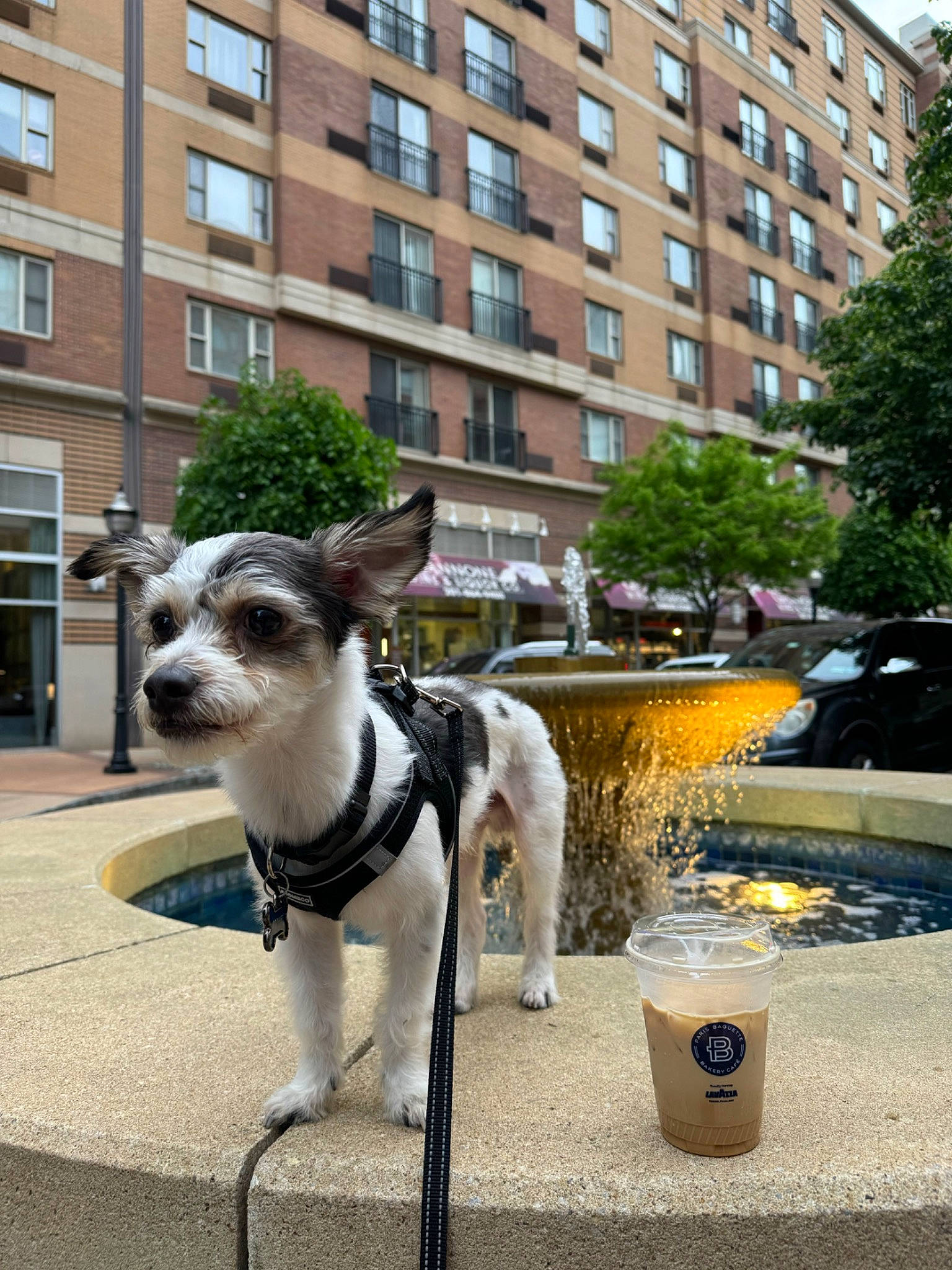 Archie joined the competition — help win amazing prizes! art, building, carnivore, city, collar, companion_dog, dog, dog_breed, dog_collar, dog_supply, fawn, pet_supply, plant, sidewalk, snout, sporting_group, tail, tree, window, working_animal