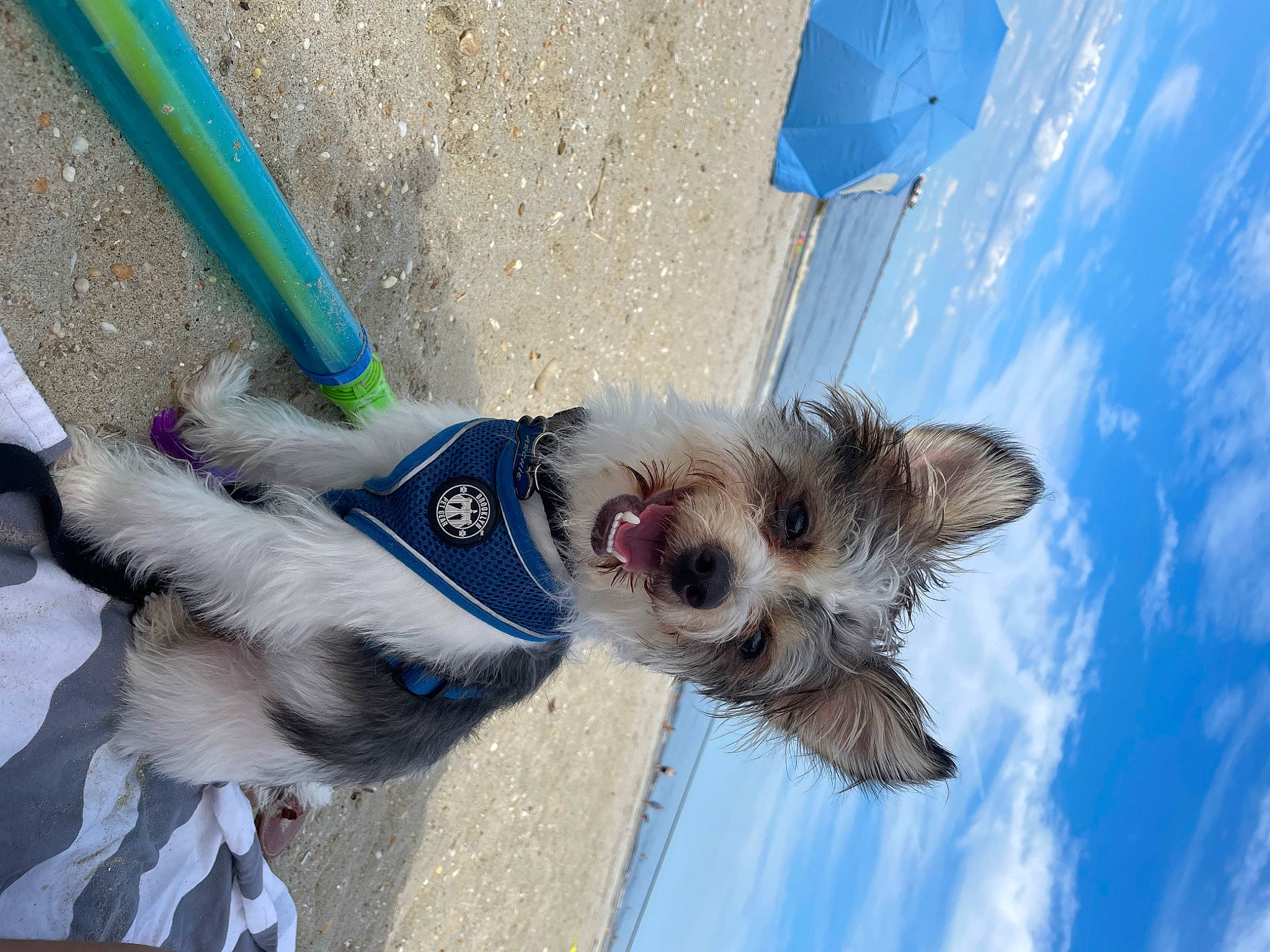 Archie is registered to the contest to win money with this photo: azure, carnivore, cloud, collar, companion_dog, dog, dog_breed, dog_collar, dog_supply, electric_blue, eyewear, fawn, leash, mammal, pet_supply, sky, snout, toy_dog, water, working_animal