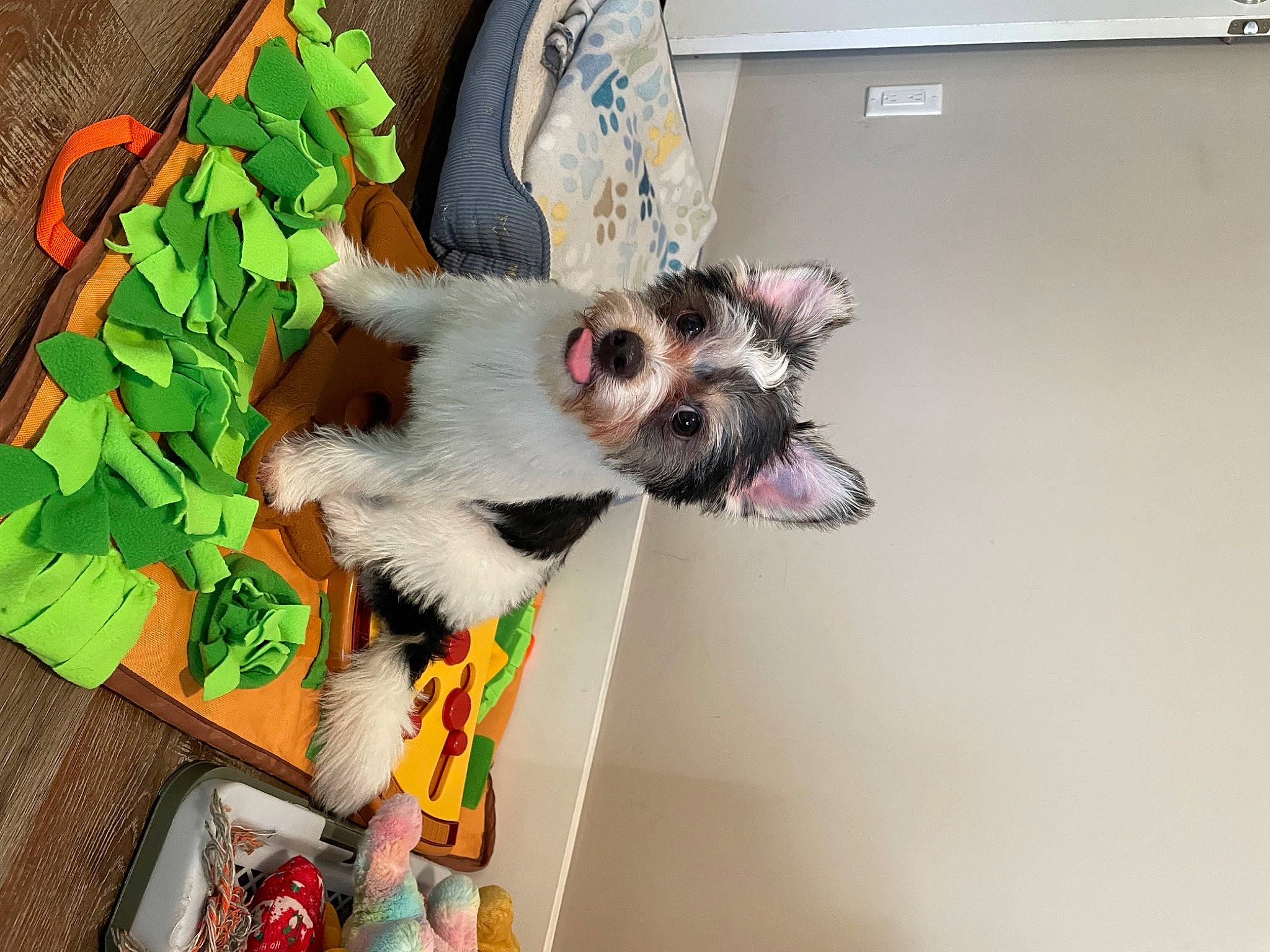 Archie joined the competition — help win amazing prizes! canidae, carnivore, collar, companion_dog, dog, dog_breed, dog_supply, fawn, felidae, fur, paw, plant, room, small_to_medium_sized_cats, snout, sporting_group, tail, toy_dog, whiskers, working_animal