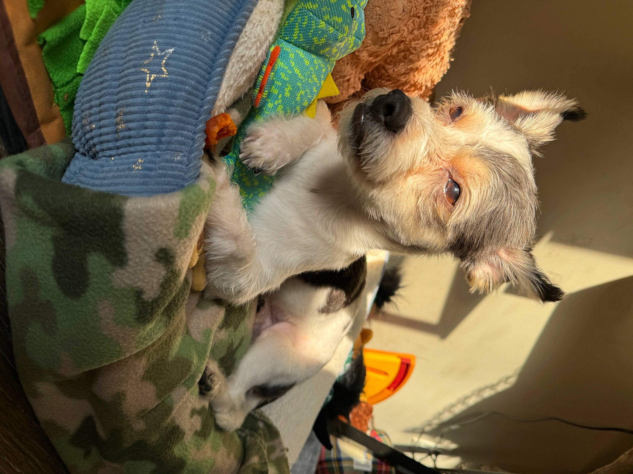 Archie is registered to the contest to win money with this photo: camouflage, carnivore, companion_dog, dog, dog_breed, eyewear, fawn, felidae, fur, grass, linens, military_camouflage, pattern, sporting_group, stuffed_toy, sunglasses, toy_dog, whiskers, wool, woolen