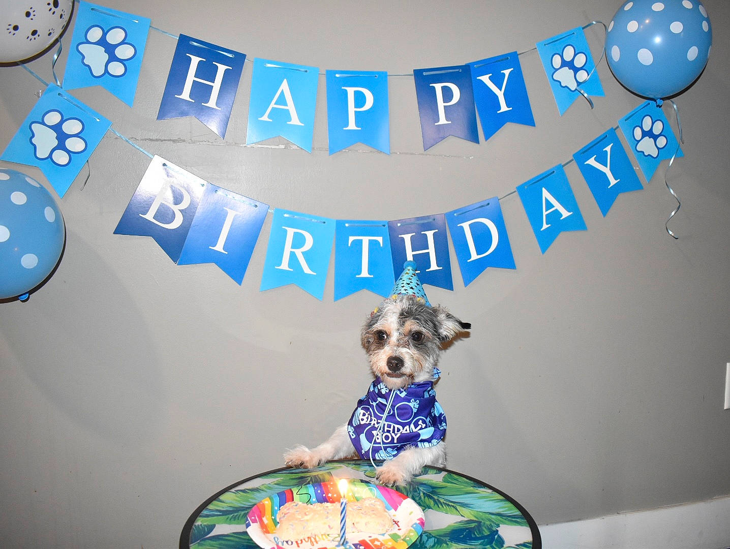 Archie is registered to the contest to win money with this photo: advertising, blue, brand, canidae, carnivore, circle, companion_dog, dog, dog_breed, dog_supply, electric_blue, event, fashion_accessory, fictional_character, font, graphic_design, graphics, logo, tableware, toy_dog