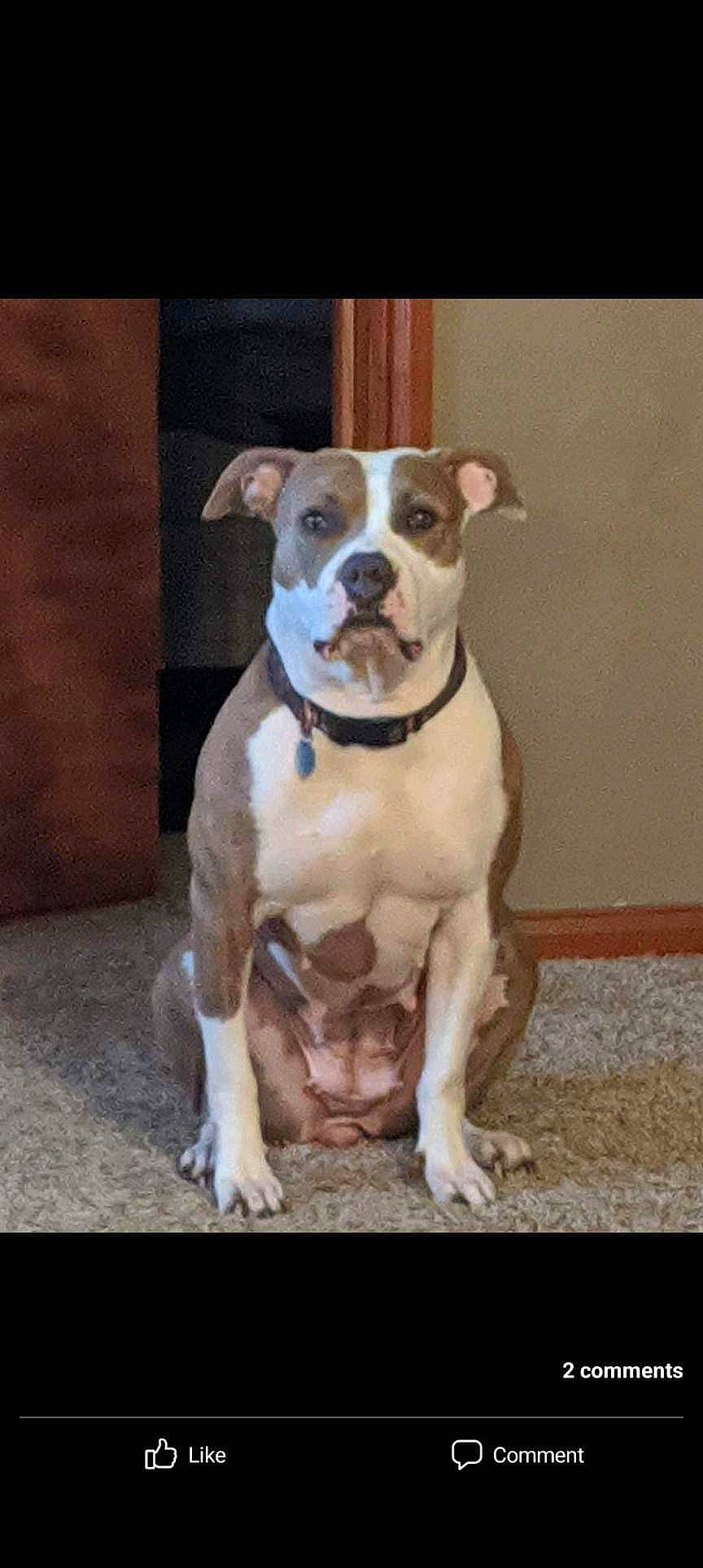 Sapphire Rae joined the competition — help win amazing prizes! ancient_dog_breeds, art, canidae, carnivore, collar, companion_dog, dog, dog_breed, dog_collar, fawn, hunting_dog, liver, non_sporting_group, painting, snout, sporting_group, whiskers, working_animal, working_dog