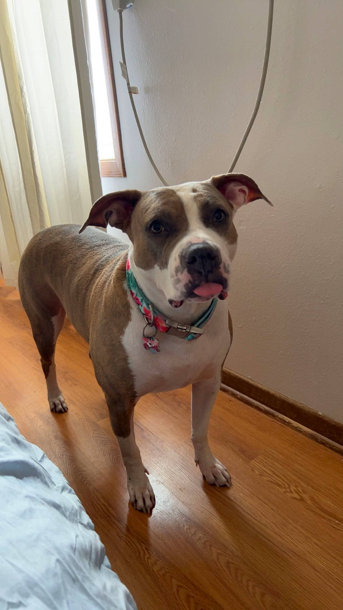 Sapphire Rae joined the competition — help win amazing prizes! carnivore, collar, companion_dog, dog, dog_breed, dog_collar, door, fawn, flooring, hardwood, leash, molosser, non_sporting_group, plank, snout, sporting_group, window, wood, working_animal, working_dog