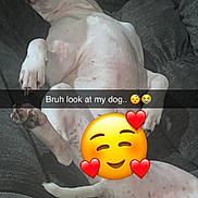 King is registered to the contest to win money with this photo: dog, sleeping, couch, relaxed, pet, indoor, white_dog, black_spots, resting, canine, fur, paw, snout, napping, animal, cute, domestic_animal, cozy, comfort, text_overlay