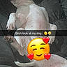 dog, sleeping, couch, relaxed, pet, indoor, white_dog, black_spots, resting, canine, fur, paw, snout, napping, animal, cute, domestic_animal, cozy, comfort, text_overlay