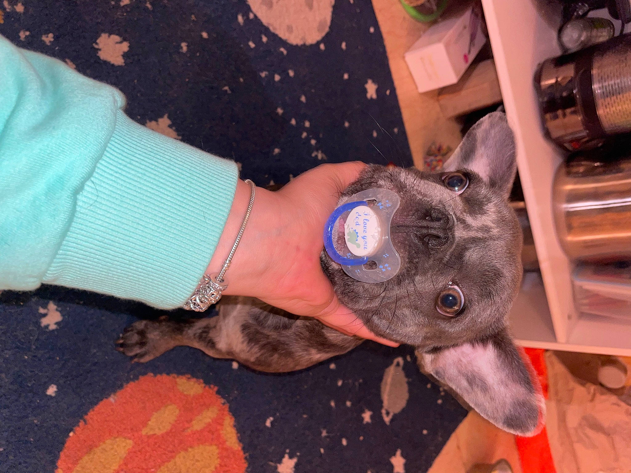 Tia a rejoint le concours — aidez-le/la à gagner de superbes lots ! dog, electric_blue, fashion_accessory, finger, flooring, fur, gesture, helmet, human_leg, nail, pattern, personal_protective_equipment, sleeve, stuffed_toy, textile, thumb, toy, wood, working_animal, wrist