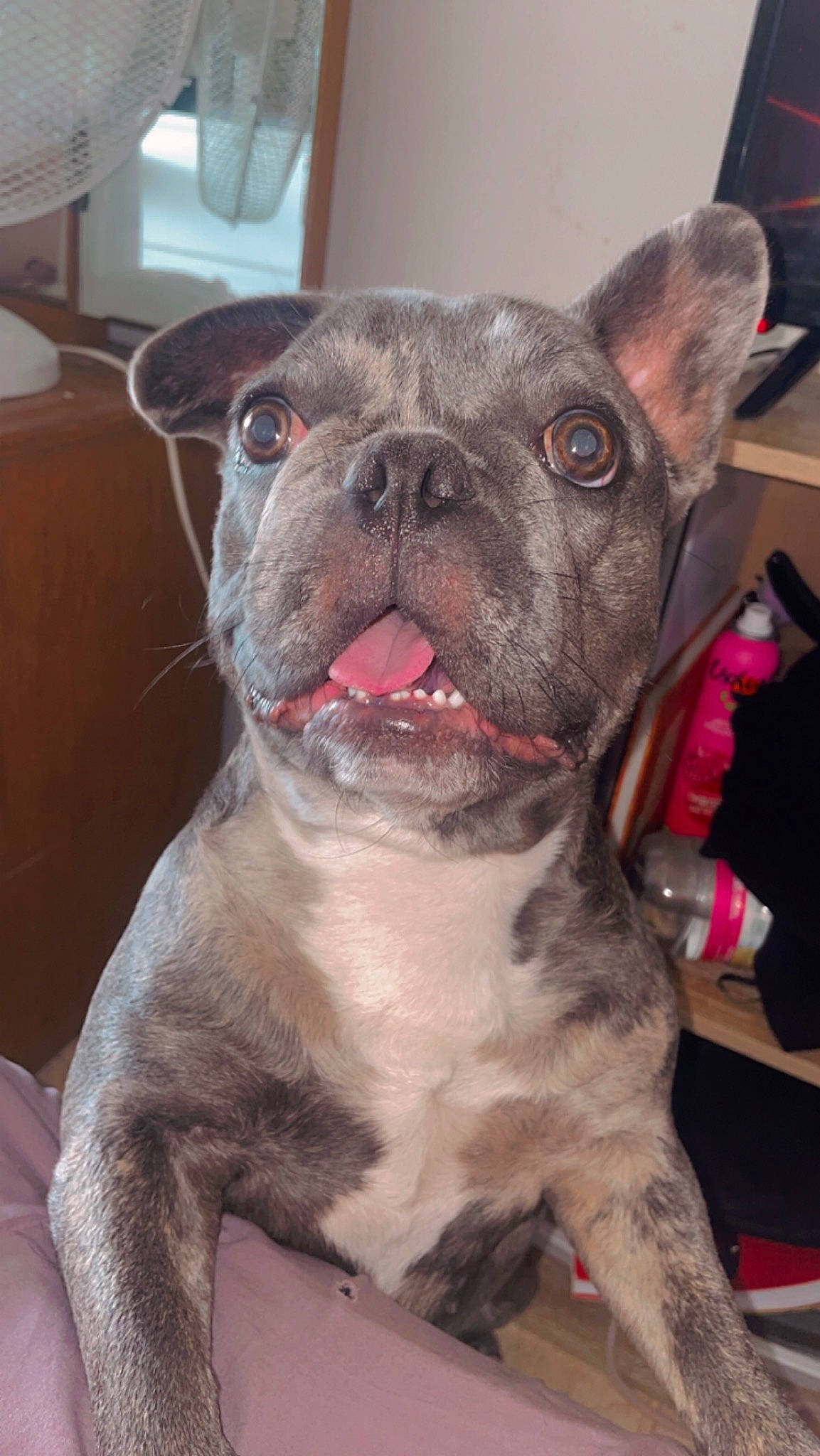 Tia a rejoint le concours — aidez-le/la à gagner de superbes lots ! bag, bulldog, canidae, carmine, carnivore, collar, companion_dog, dog, dog_breed, ear, fawn, fur, luggage_and_bags, molosser, snout, sporting_group, terrestrial_animal, whiskers, working_animal, wrinkle