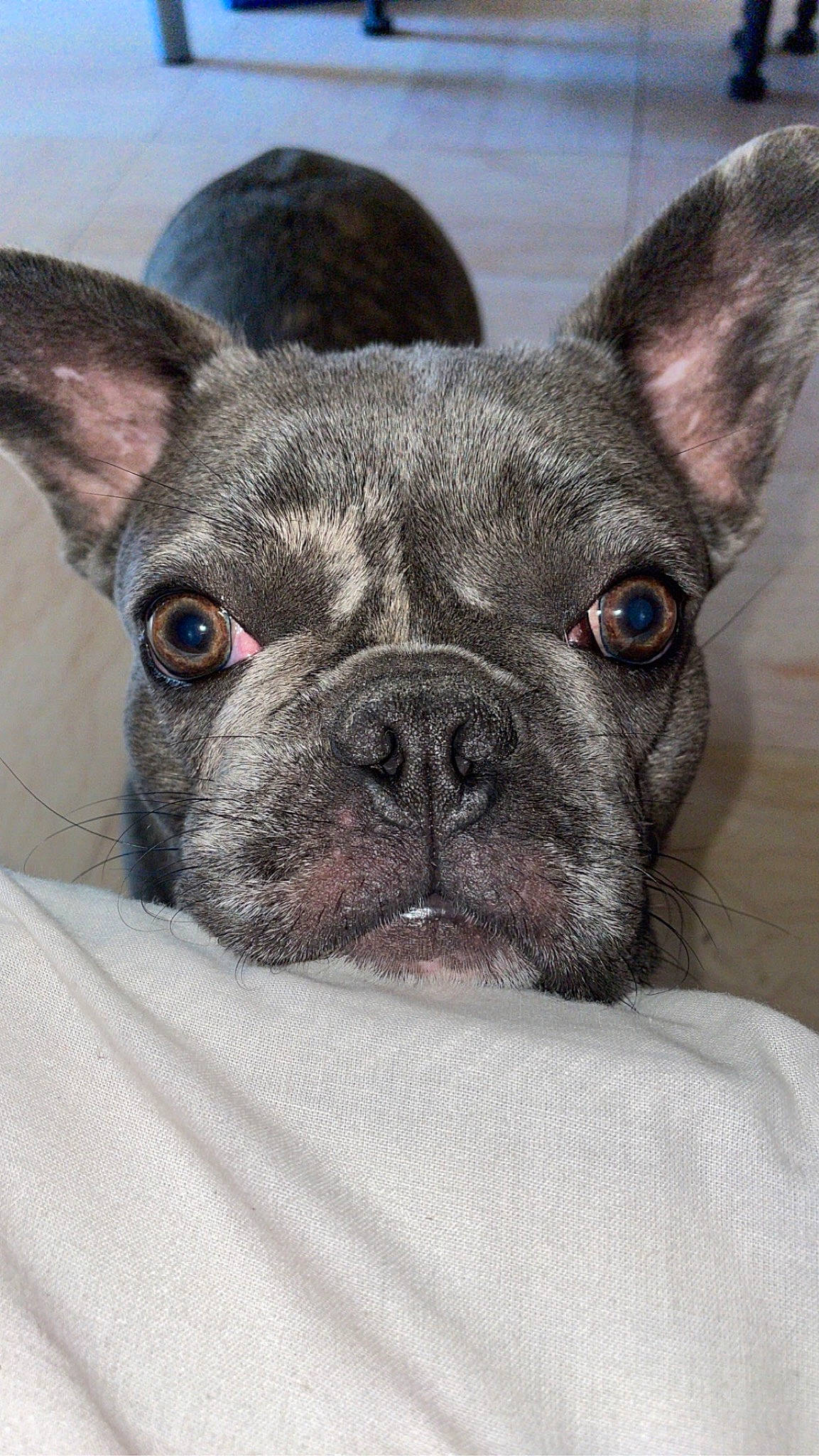 Tia participe au concours pour gagner de l'argent avec cette photo : bulldog, canidae, carnivore, close_up, collar, comfort, companion_dog, dog, dog_breed, ear, eye, fawn, french_bulldog, non_sporting_group, snout, sporting_group, terrestrial_animal, whiskers, working_animal, wrinkle