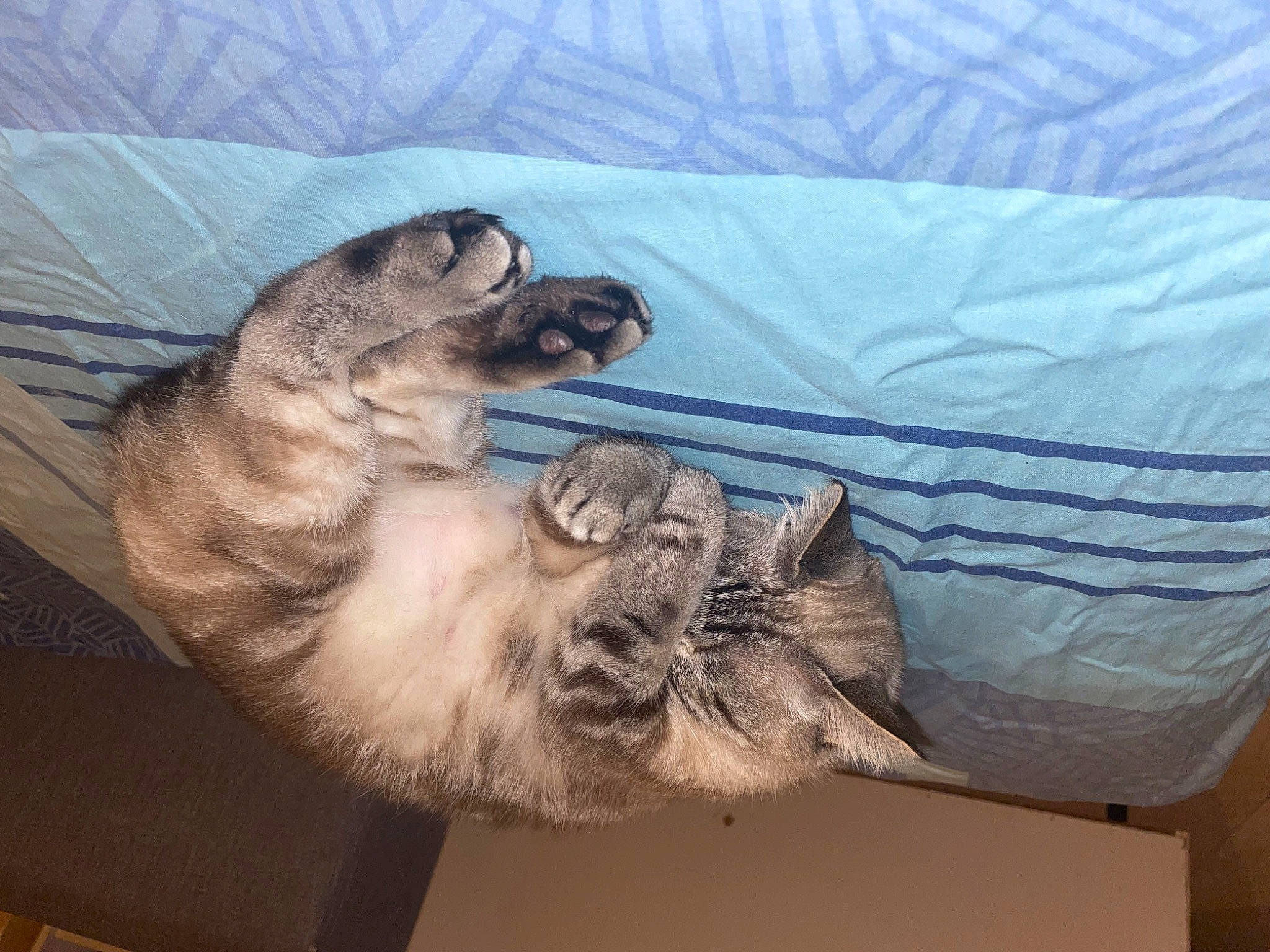 Perle a rejoint le concours — aidez-le/la à gagner de superbes lots ! canidae, carnivore, comfort, companion_dog, dog, dog_breed, domestic_short_haired_cat, fawn, felidae, fur, guard_dog, linens, liver, nap, paw, small_to_medium_sized_cats, snout, sporting_group, tail, whiskers