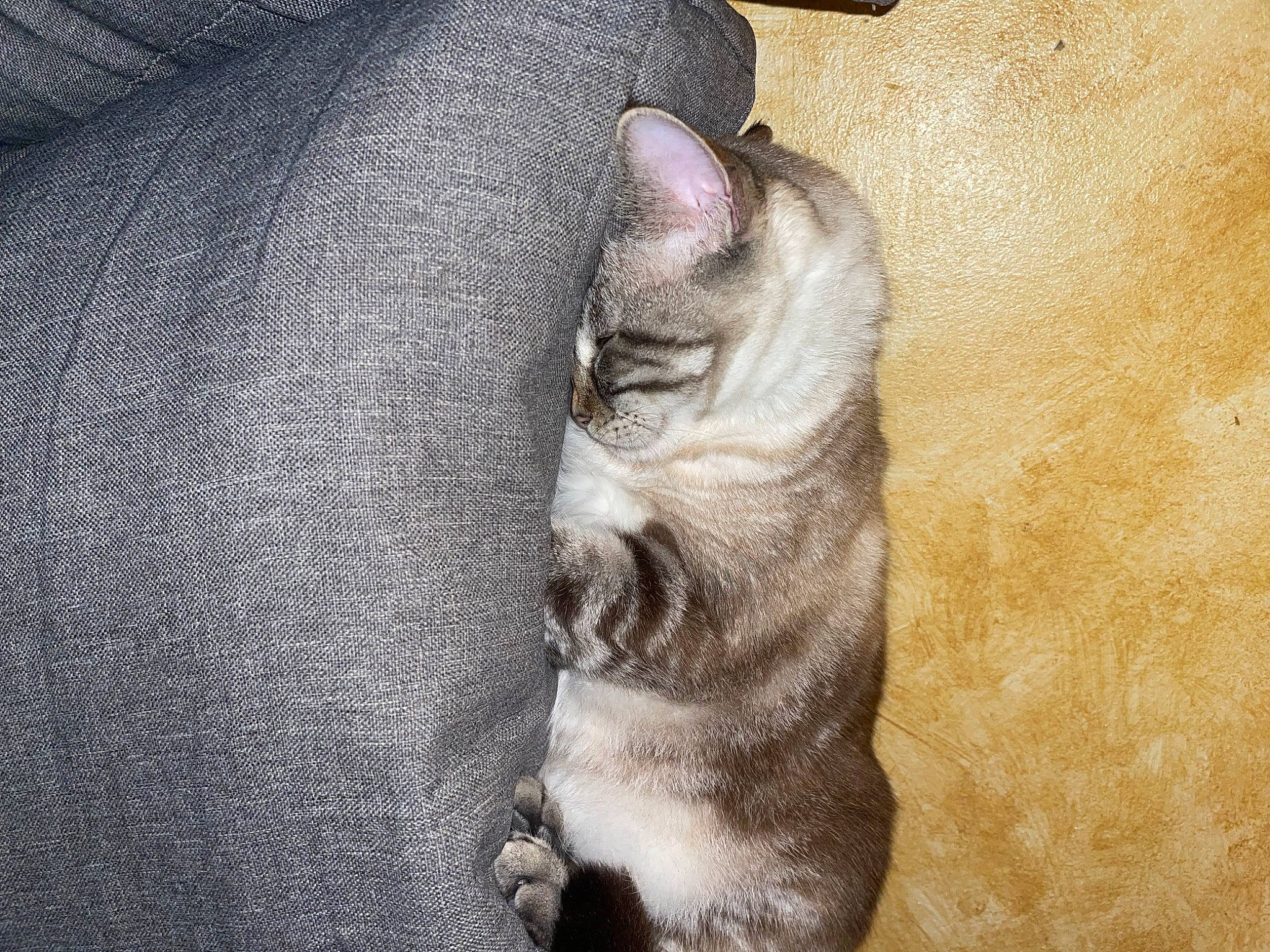 Perle participe au concours pour gagner de l'argent avec cette photo : canidae, carnivore, cat, claw, comfort, dog_breed, domestic_short_haired_cat, felidae, fur, grey, human_leg, paw, small_to_medium_sized_cats, tail, terrestrial_animal, whiskers, window, wood, wrinkle