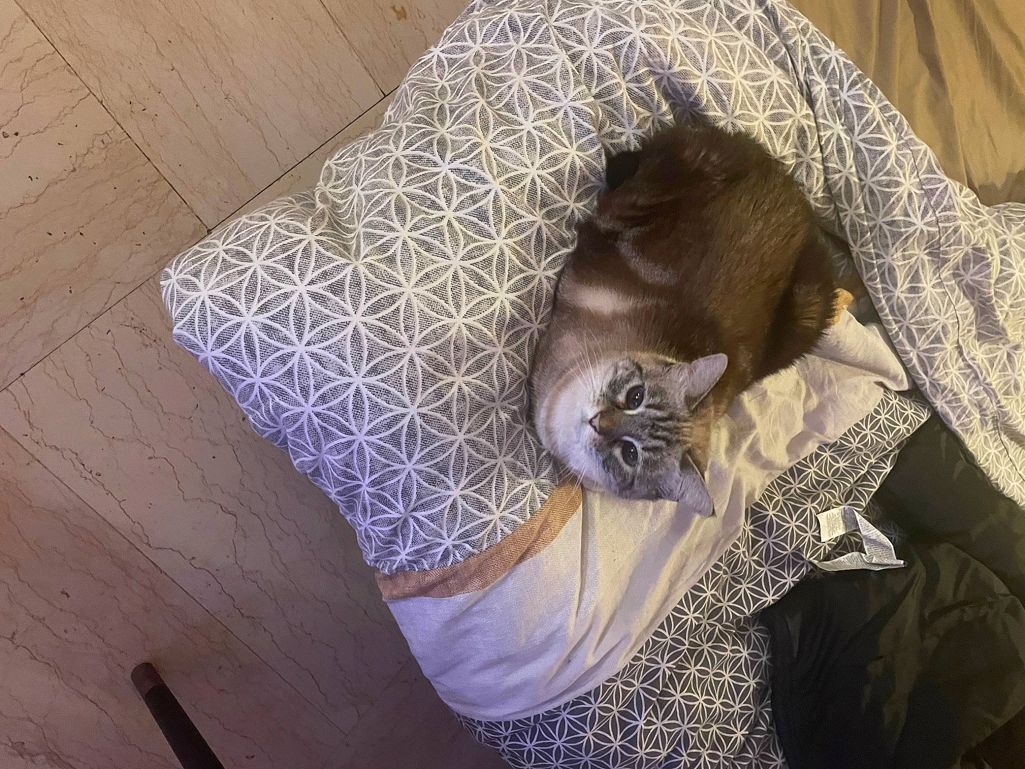 Perle participe au concours pour gagner de l'argent avec cette photo : canidae, carnivore, cat, comfort, couch, domestic_short_haired_cat, fawn, felidae, flooring, fur, grey, hardwood, linens, nap, purple, room, small_to_medium_sized_cats, tail, whiskers, wood