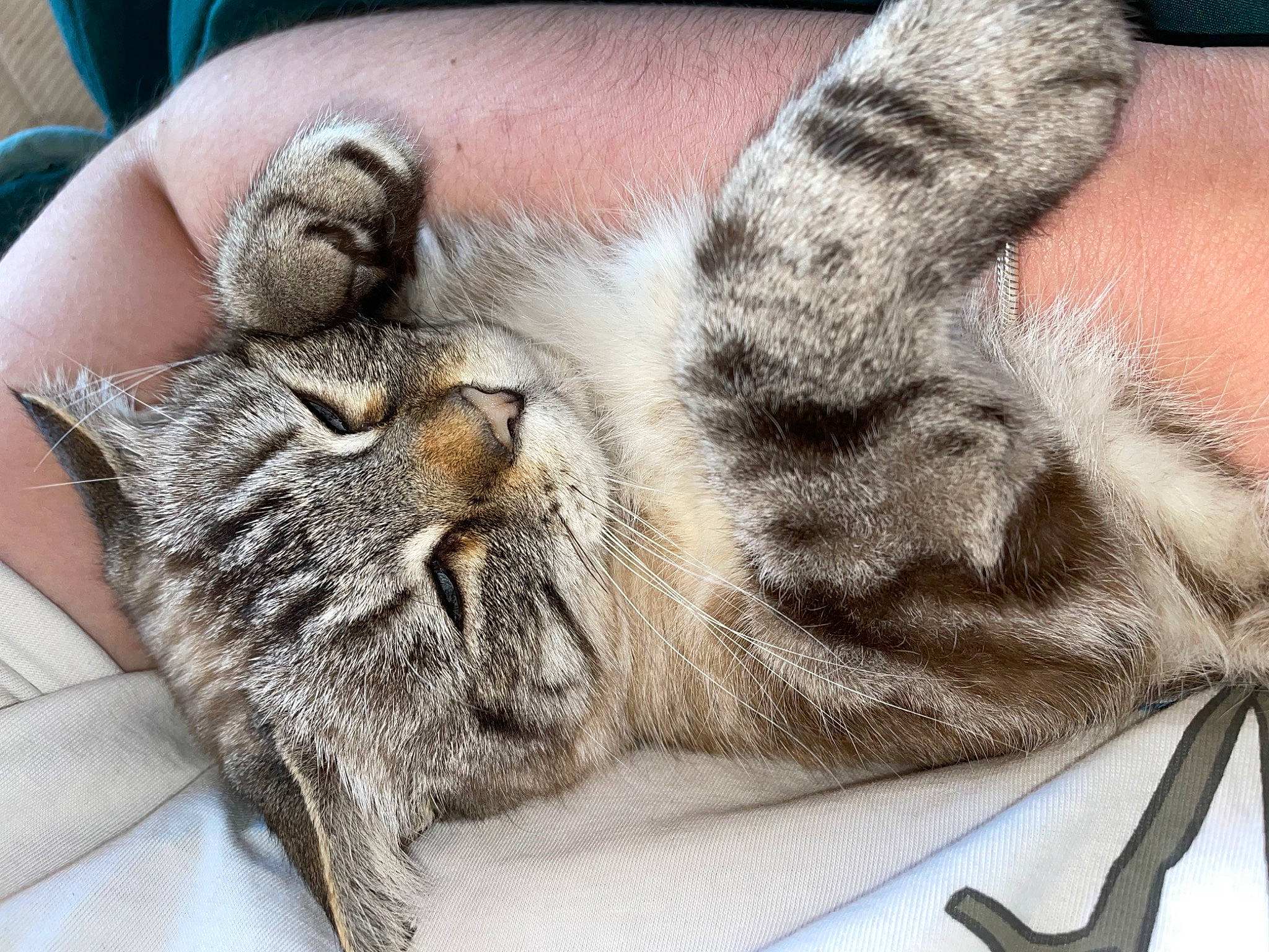 Perle participe au concours pour gagner de l'argent avec cette photo : carnivore, cat, cat_bed, claw, close_up, comfort, domestic_short_haired_cat, felidae, foot, fur, grey, human_leg, kitchen_utensil, nap, paw, small_to_medium_sized_cats, snout, tail, whiskers