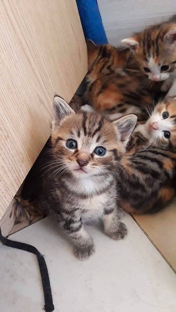 Paco a rejoint le concours — aidez-le/la à gagner de superbes lots ! american_shorthair, american_wirehair, asian, bengal, california_spangled, carnivore, cat, domestic_short_haired_cat, dragon_li, egyptian_mau, european_shorthair, felidae, kitten, mammal, pixie_bob, siberian, small_to_medium_sized_cats, tabby_cat, vertebrate, whiskers