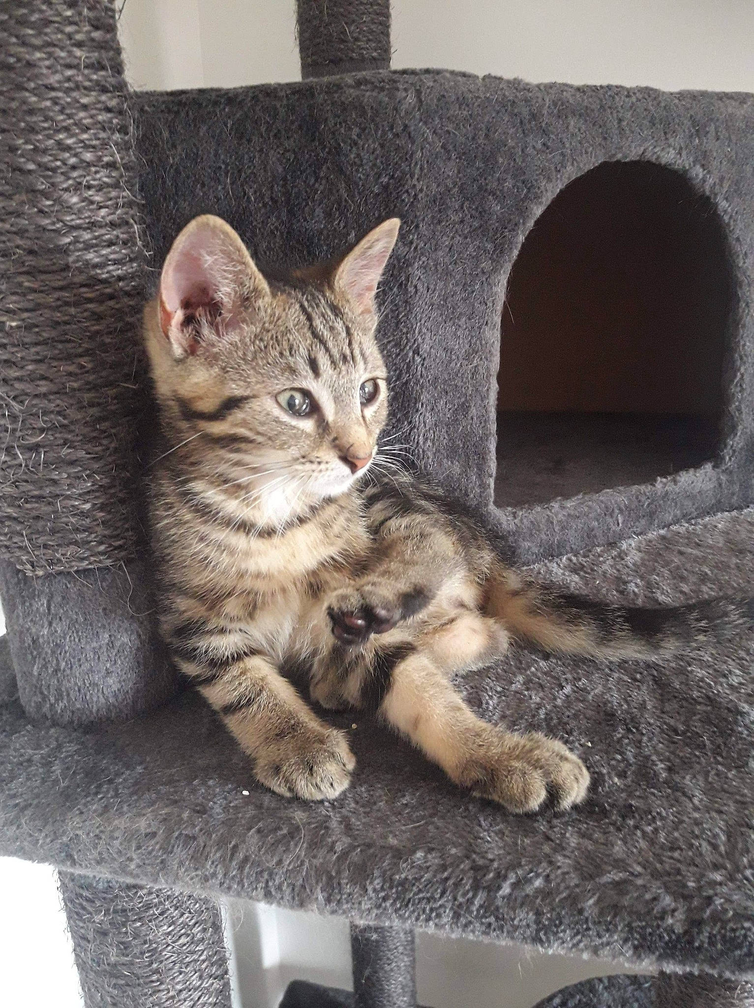 Paco participe au concours pour gagner de l'argent avec cette photo : aegean_cat, american_shorthair, asian, australian_mist, california_spangled, carnivore, cat, domestic_short_haired_cat, dragon_li, egyptian_mau, european_shorthair, felidae, kitten, mammal, ocicat, paw, pixie_bob, small_to_medium_sized_cats, tabby_cat, whiskers