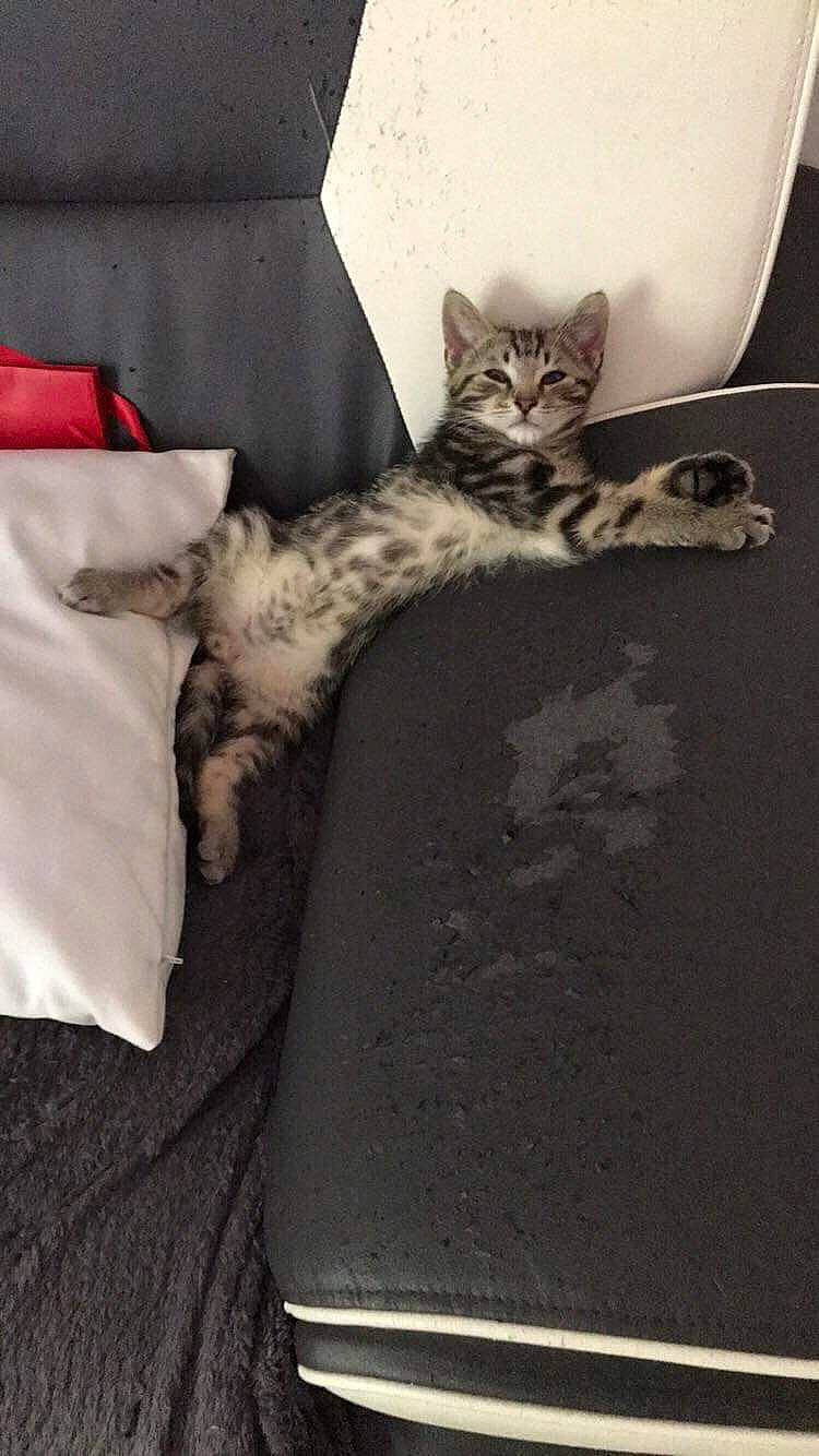 Paco participe au concours pour gagner de l'argent avec cette photo : american_shorthair, asian, carnivore, cat, domestic_short_haired_cat, egyptian_mau, european_shorthair, felidae, kitten, paw, polydactyl_cat, small_to_medium_sized_cats, tabby_cat, tail, whiskers