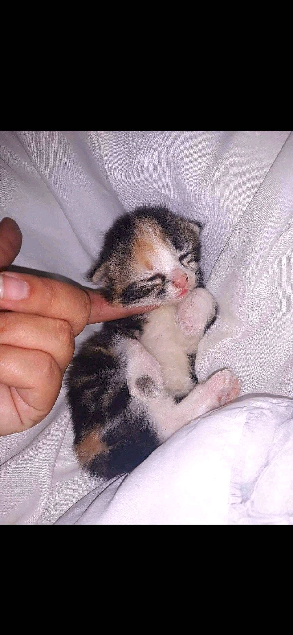 Oasia a rejoint le concours — aidez-le/la à gagner de superbes lots ! american_shorthair, asian, carnivore, cat, domestic_short_haired_cat, ear, european_shorthair, felidae, kitten, mammal, munchkin, norwegian_forest_cat, small_to_medium_sized_cats, whiskers