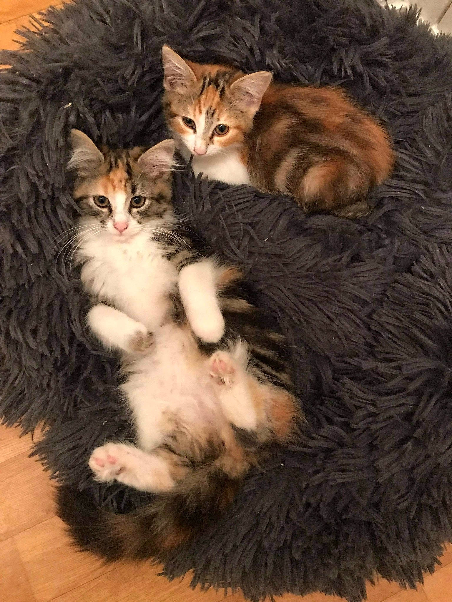 Oasia participe au concours pour gagner de l'argent avec cette photo : british_semi_longhair, carnivore, cat, cymric, domestic_long_haired_cat, domestic_short_haired_cat, european_shorthair, felidae, fur, kitten, kurilian_bobtail, maine_coon, mammal, norwegian_forest_cat, pixie_bob, siberian, small_to_medium_sized_cats, tabby_cat, vertebrate, whiskers