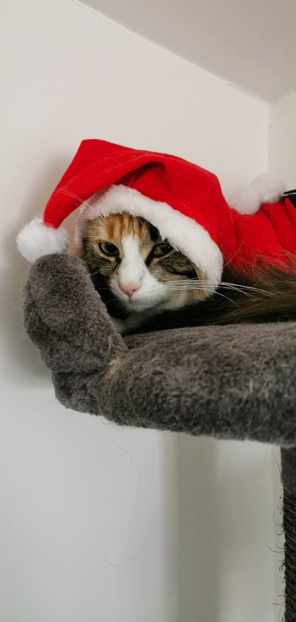 Oasia participe au concours pour gagner de l'argent avec cette photo : aegean_cat, american_wirehair, carnivore, cat, domestic_short_haired_cat, european_shorthair, felidae, fur, small_to_medium_sized_cats, whiskers