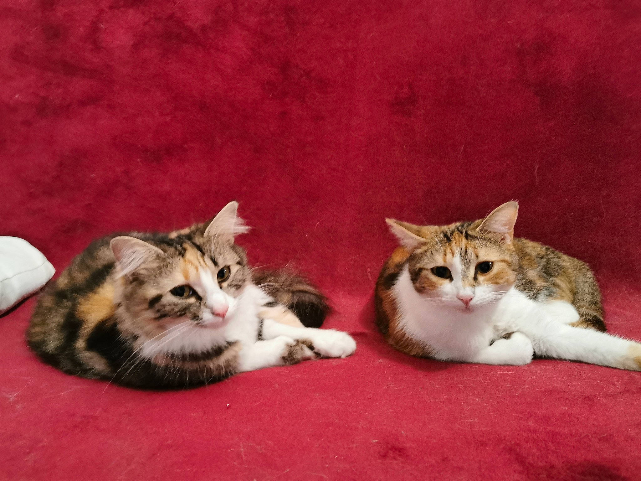 Oasia a rejoint le concours — aidez-le/la à gagner de superbes lots ! aegean_cat, american_shorthair, american_wirehair, arabian_mau, asian, carnivore, cat, domestic_short_haired_cat, dragon_li, european_shorthair, felidae, kitten, mammal, polydactyl_cat, small_to_medium_sized_cats, tabby_cat, vertebrate, whiskers