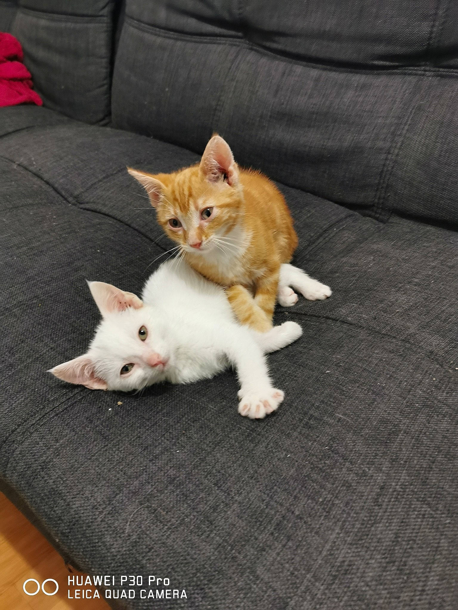 Ruby participe au concours pour gagner de l'argent avec cette photo : aegean_cat, arabian_mau, carnivore, cat, colorpoint_shorthair, domestic_short_haired_cat, european_shorthair, fawn, felidae, german_rex, kitten, mammal, ojos_azules, polydactyl_cat, small_to_medium_sized_cats, tail, turkish_angora, turkish_van, vertebrate, whiskers