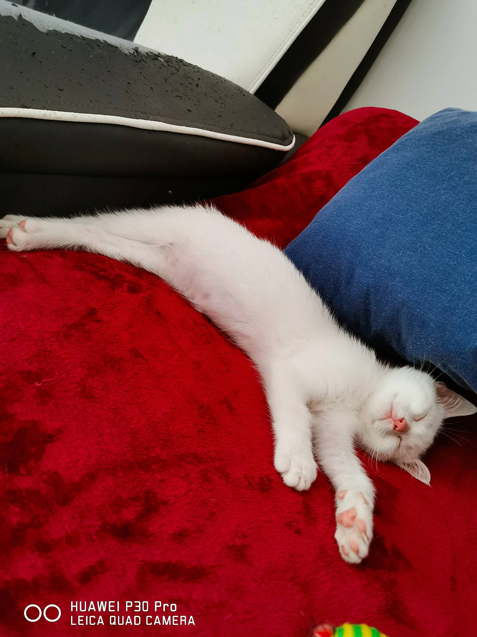 Ruby a rejoint le concours — aidez-le/la à gagner de superbes lots ! carnivore, cat, claw, domestic_short_haired_cat, felidae, fur, kitten, leg, paw, polydactyl_cat, red, small_to_medium_sized_cats, tail, turkish_angora, turkish_van, whiskers