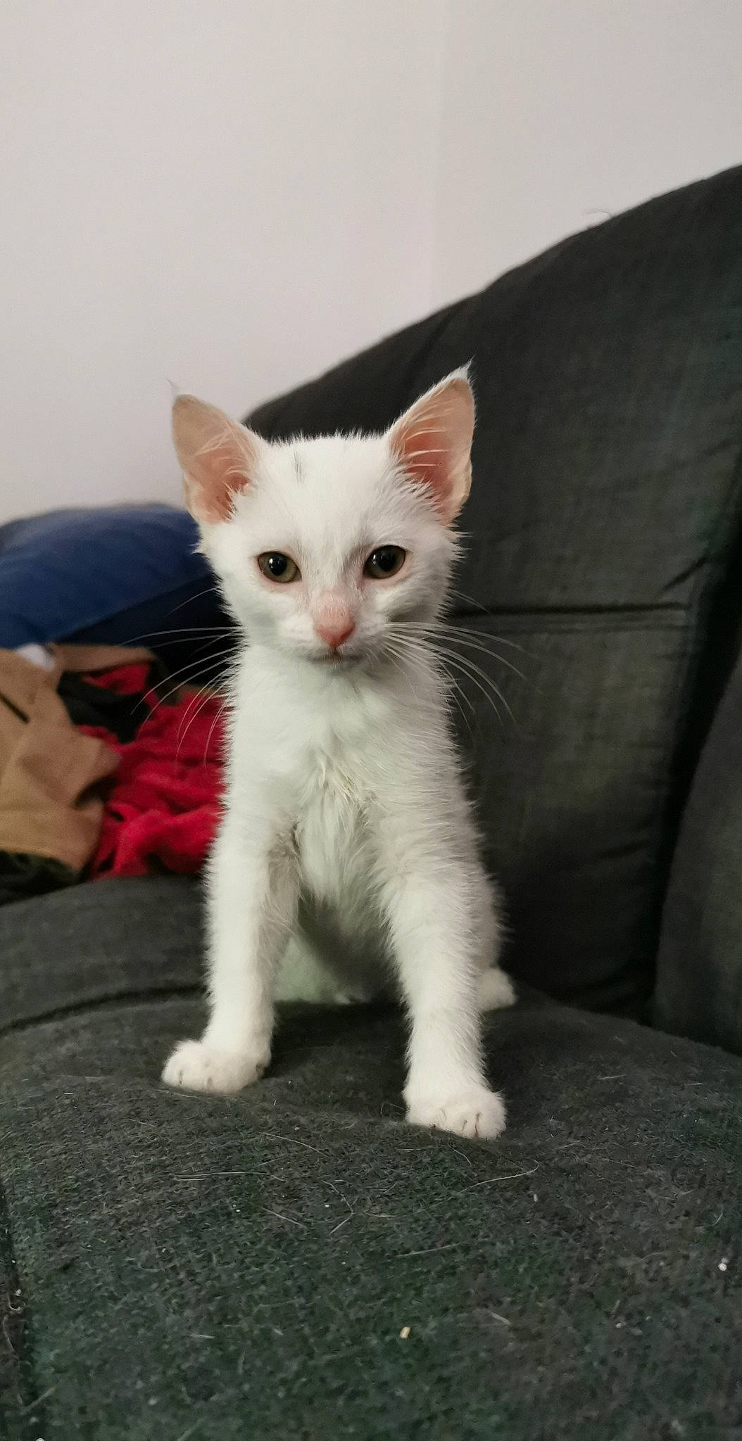 Ruby a rejoint le concours — aidez-le/la à gagner de superbes lots ! aegean_cat, carnivore, cat, domestic_short_haired_cat, ear, eye, felidae, german_rex, javanese, khao_manee, kitten, mammal, nose, ojos_azules, polydactyl_cat, small_to_medium_sized_cats, turkish_angora, turkish_van, vertebrate, whiskers