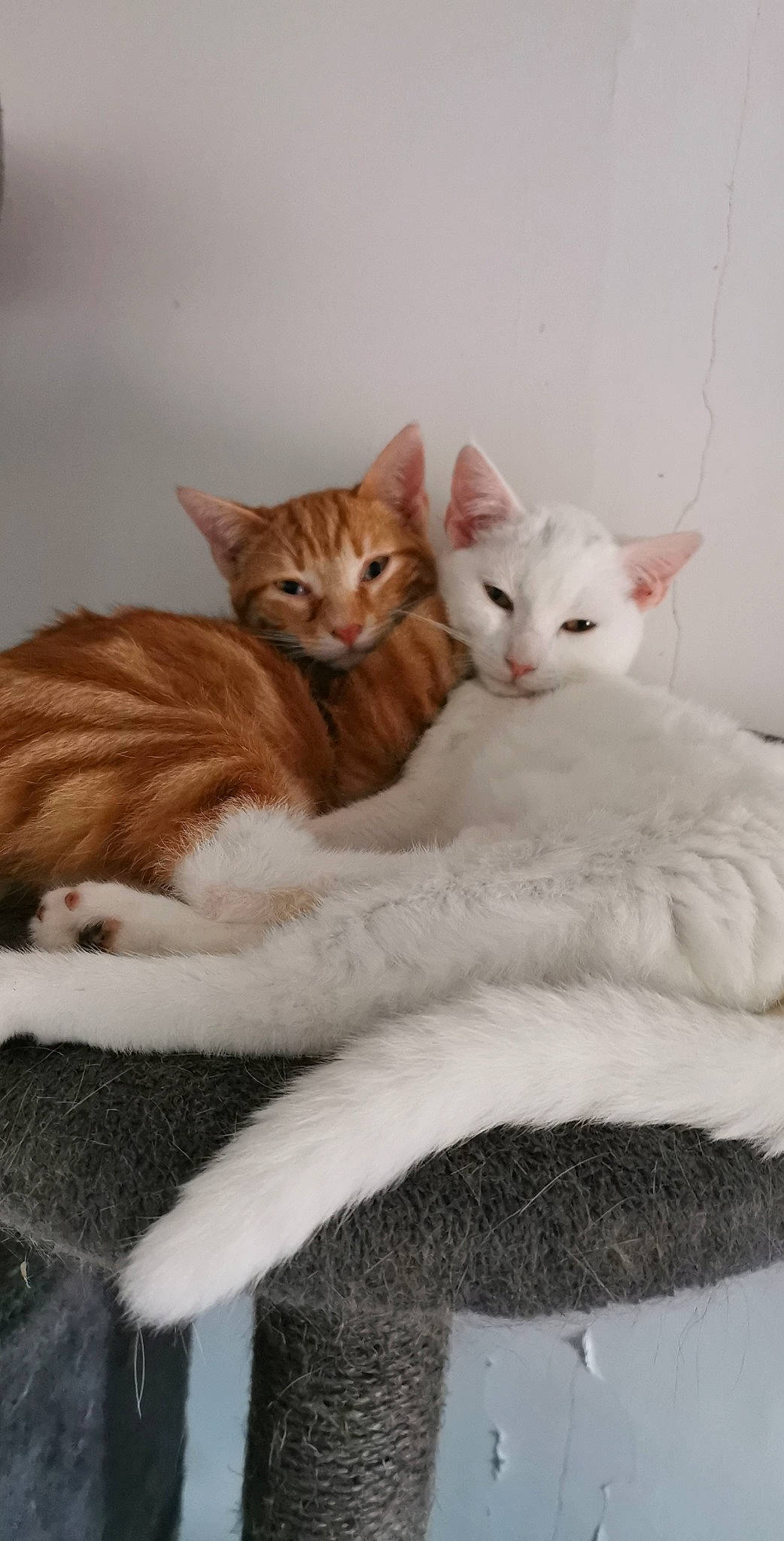 Ruby participe au concours pour gagner de l'argent avec cette photo : aegean_cat, american_wirehair, arabian_mau, asian, carnivore, cat, domestic_short_haired_cat, european_shorthair, fawn, felidae, german_rex, kitten, mammal, oriental_longhair, small_to_medium_sized_cats, tabby_cat, tail, turkish_van, vertebrate, whiskers