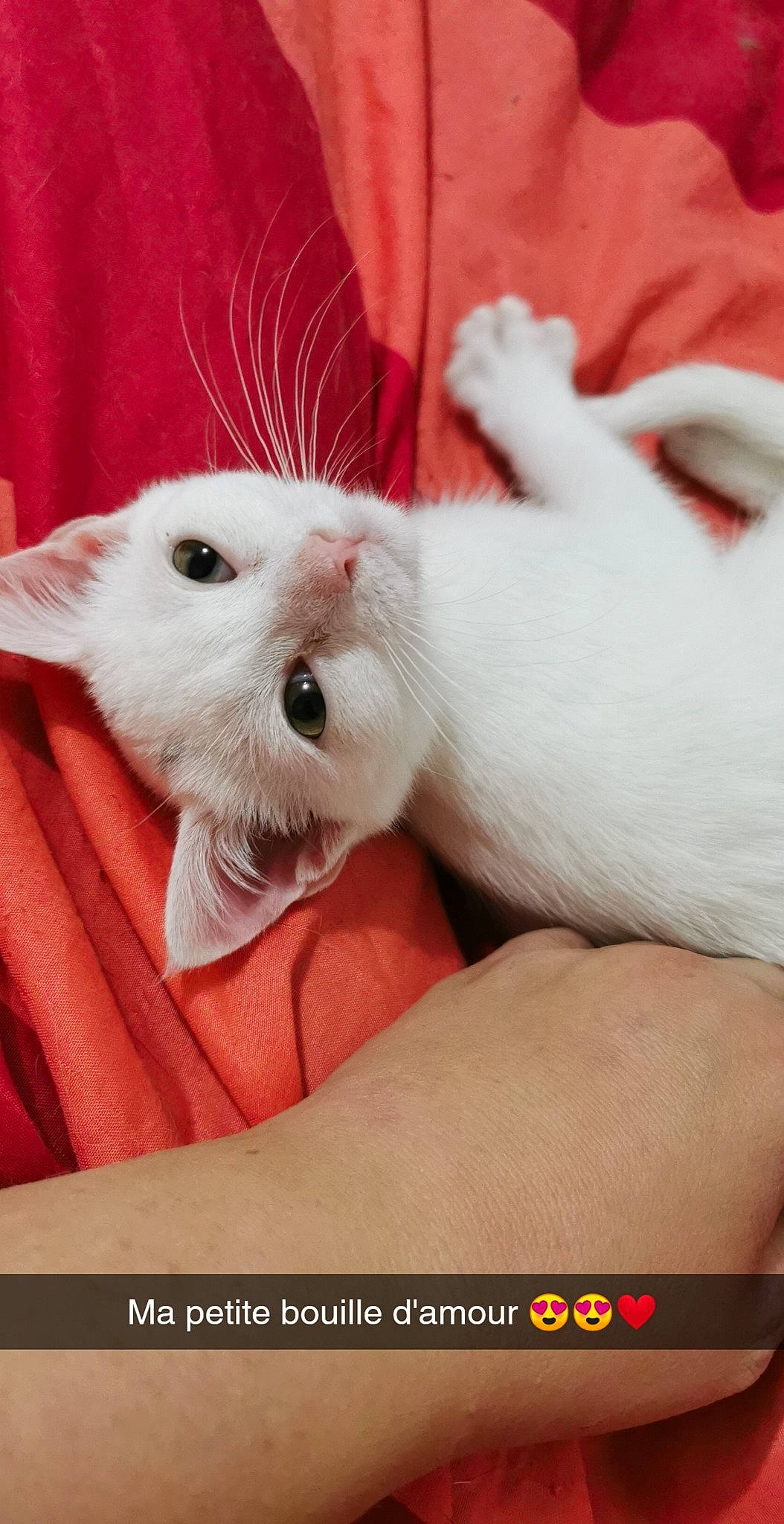 Ruby a rejoint le concours — aidez-le/la à gagner de superbes lots ! cat, photo_caption, rabbit, rabbits_and_hares, snout, whiskers