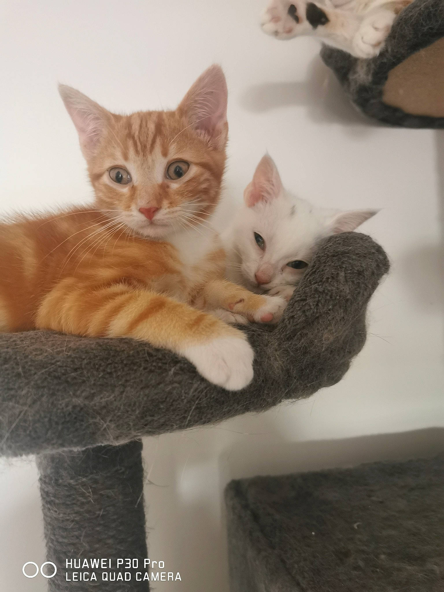 Rusty a rejoint le concours — aidez-le/la à gagner de superbes lots ! aegean_cat, american_wirehair, arabian_mau, asian, carnivore, cat, domestic_short_haired_cat, dragon_li, european_shorthair, fawn, felidae, german_rex, kitten, mammal, ojos_azules, polydactyl_cat, small_to_medium_sized_cats, tabby_cat, vertebrate, whiskers