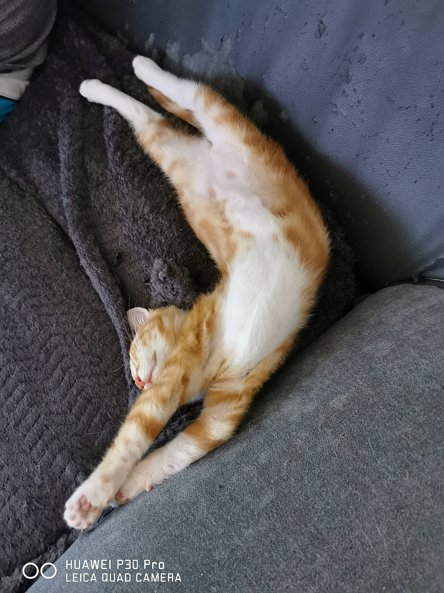 Rusty a rejoint le concours — aidez-le/la à gagner de superbes lots ! aegean_cat, carnivore, cat, claw, domestic_short_haired_cat, european_shorthair, fawn, felidae, fur, german_rex, leg, paw, polydactyl_cat, small_to_medium_sized_cats, tail, whiskers