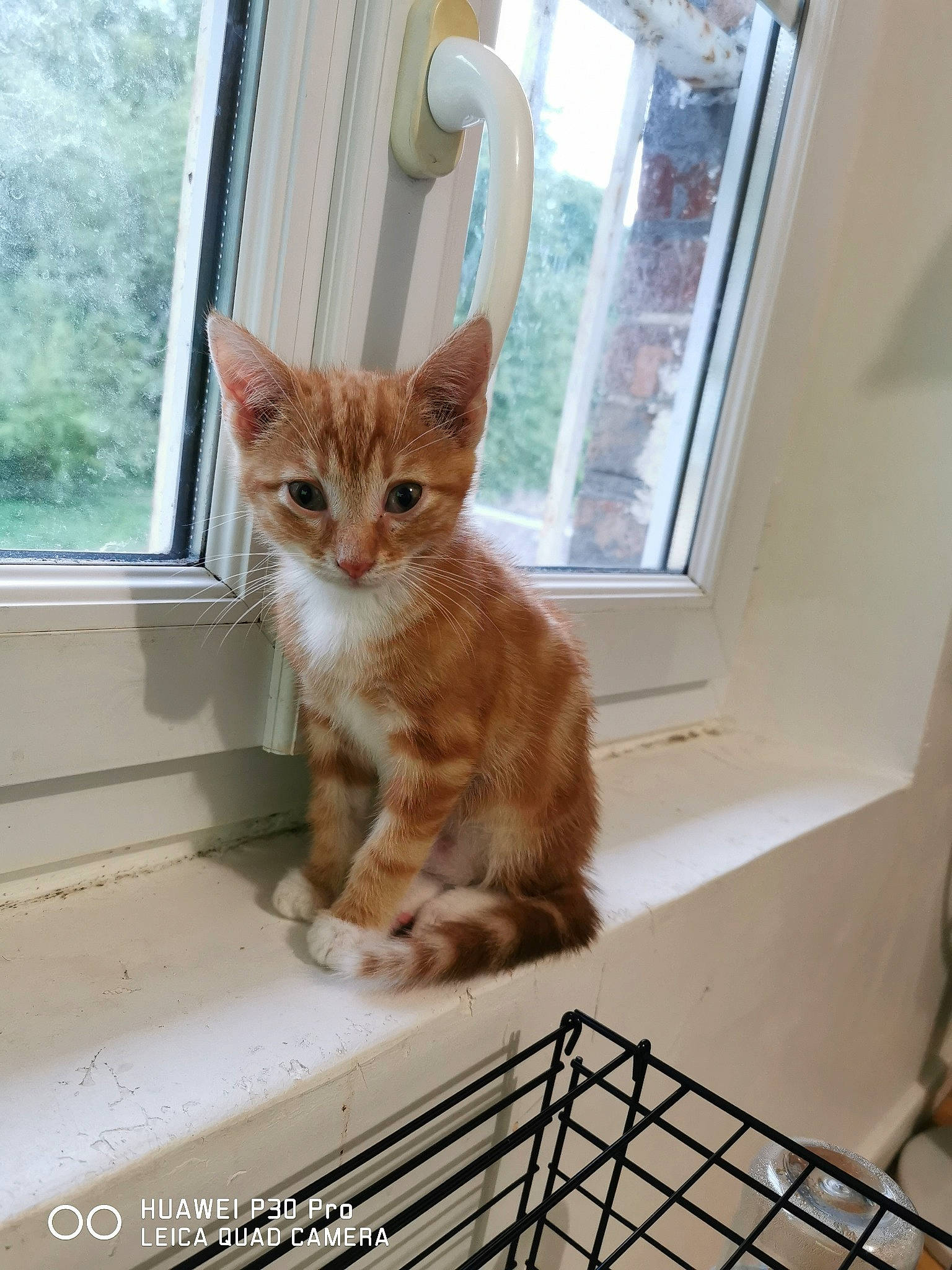 Rusty participe au concours pour gagner de l'argent avec cette photo : aegean_cat, american_shorthair, arabian_mau, asian, bengal, carnivore, cat, domestic_short_haired_cat, dragon_li, european_shorthair, fawn, felidae, kitten, mammal, ocicat, small_to_medium_sized_cats, tabby_cat, whiskers