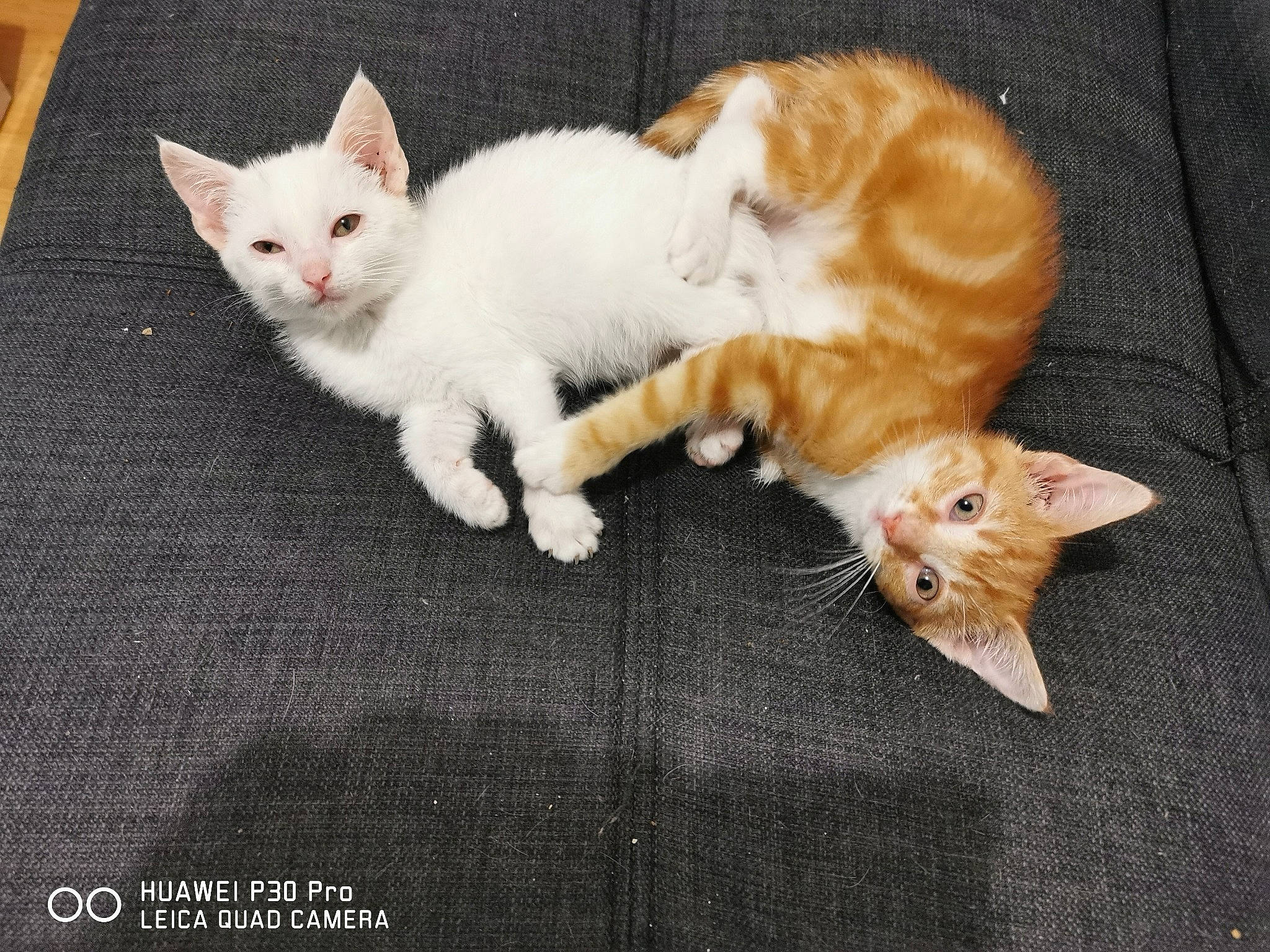 Rusty participe au concours pour gagner de l'argent avec cette photo : arabian_mau, asian, carnivore, cat, colorpoint_shorthair, domestic_short_haired_cat, european_shorthair, fawn, felidae, german_rex, javanese, kitten, mammal, oriental_longhair, paw, small_to_medium_sized_cats, turkish_angora, turkish_van, vertebrate, whiskers