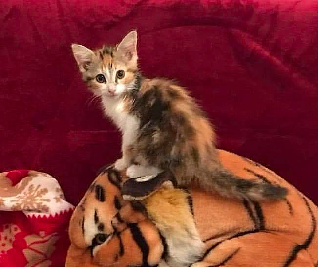 Ohana participe au concours pour gagner de l'argent avec cette photo : american_shorthair, american_wirehair, arabian_mau, asian, california_spangled, carnivore, cat, dragon_li, european_shorthair, felidae, kitten, mammal, oriental_longhair, pixie_bob, small_to_medium_sized_cats, sokoke, tabby_cat, toyger, vertebrate, whiskers