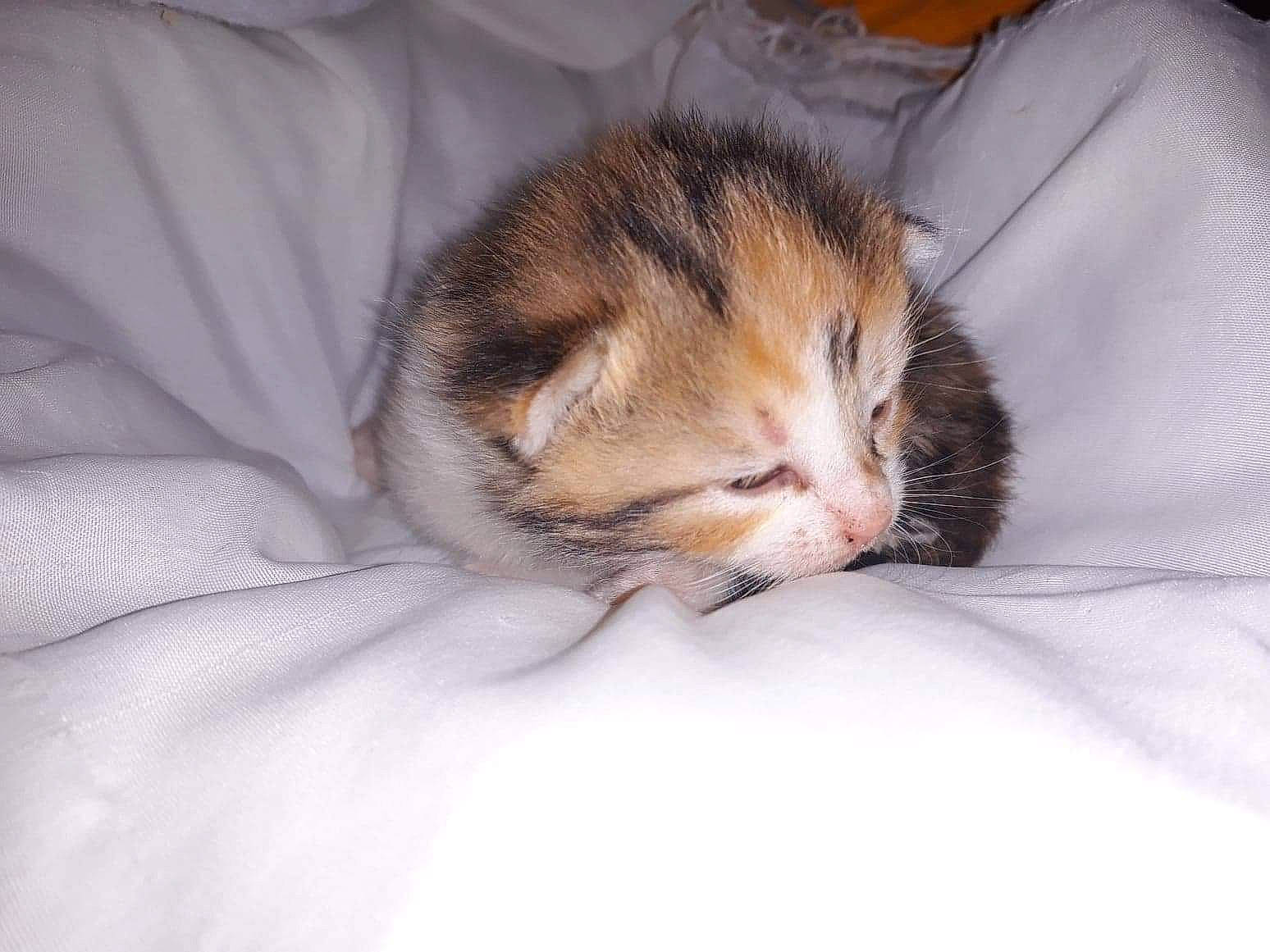 Ohana a rejoint le concours — aidez-le/la à gagner de superbes lots ! american_wirehair, asian, carnivore, cat, domestic_short_haired_cat, european_shorthair, felidae, fur, kitten, mammal, nap, sleep, small_to_medium_sized_cats, snout, tabby_cat, whiskers