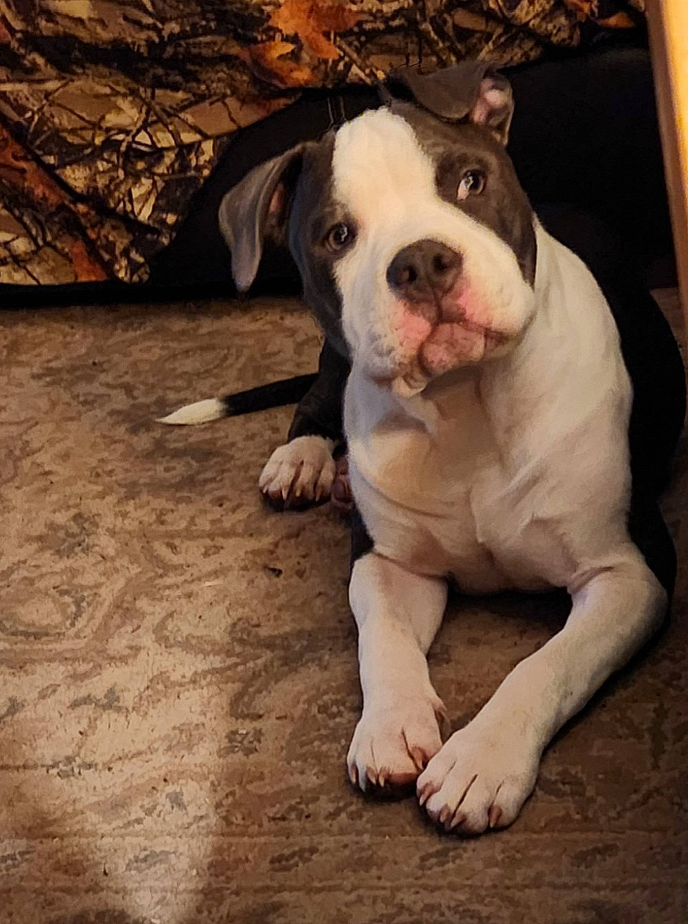 Hudson joined the competition — help win amazing prizes! bulldog, canidae, carnivore, companion_dog, dog, dog_breed, dog_collar, fawn, flooring, fur, grass, molosser, non_sporting_group, sporting_group, whiskers, wood, working_animal