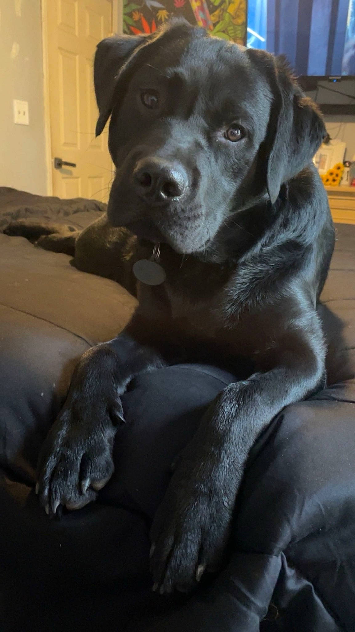 Ryder is registered to the contest to win money with this photo: borador, canidae, carnivore, collar, comfort, companion_dog, dog, dog_breed, dog_collar, fur, guard_dog, gun_dog, hunting_dog, liver, retriever, terrestrial_animal, whiskers, working_animal, working_dog