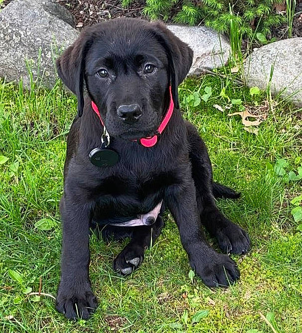 Ryder joined the competition — help win amazing prizes! borador, canidae, carnivore, collar, companion_dog, dog, dog_breed, dog_collar, fur, grass, groundcover, gun_dog, hunting_dog, liver, plant, snout, sporting_group, terrestrial_animal, whiskers, working_animal