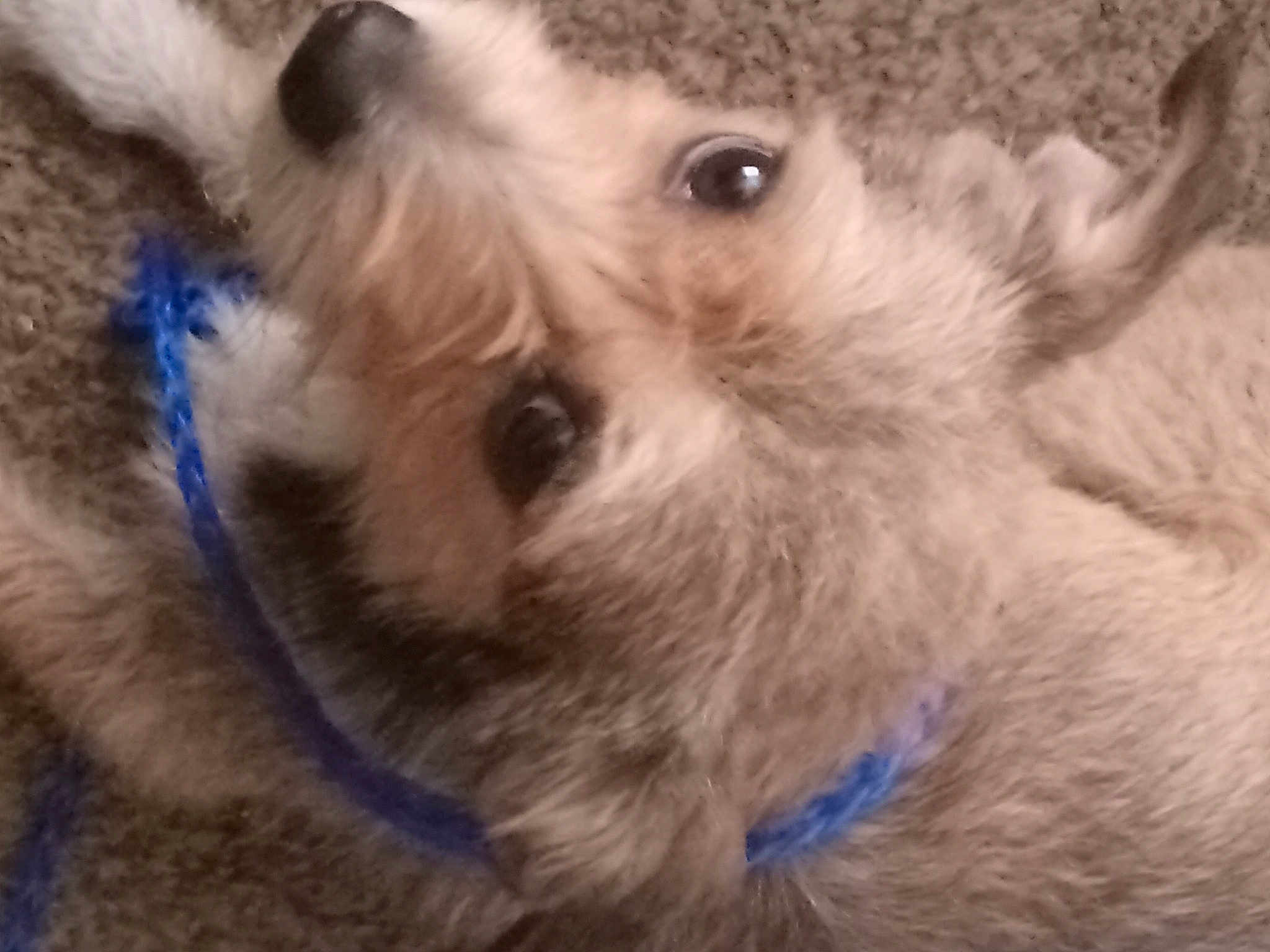 Benji