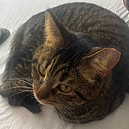 Spike is registered to the contest to win money with this photo: animal, cat, close_up, curled_up, cute, domestic_cat, feline, fur, indoor, mammal, pet, portrait, relaxed, resting, sleepy, soft_light, tabby_cat, whiskers, white_background, yellow_eyes