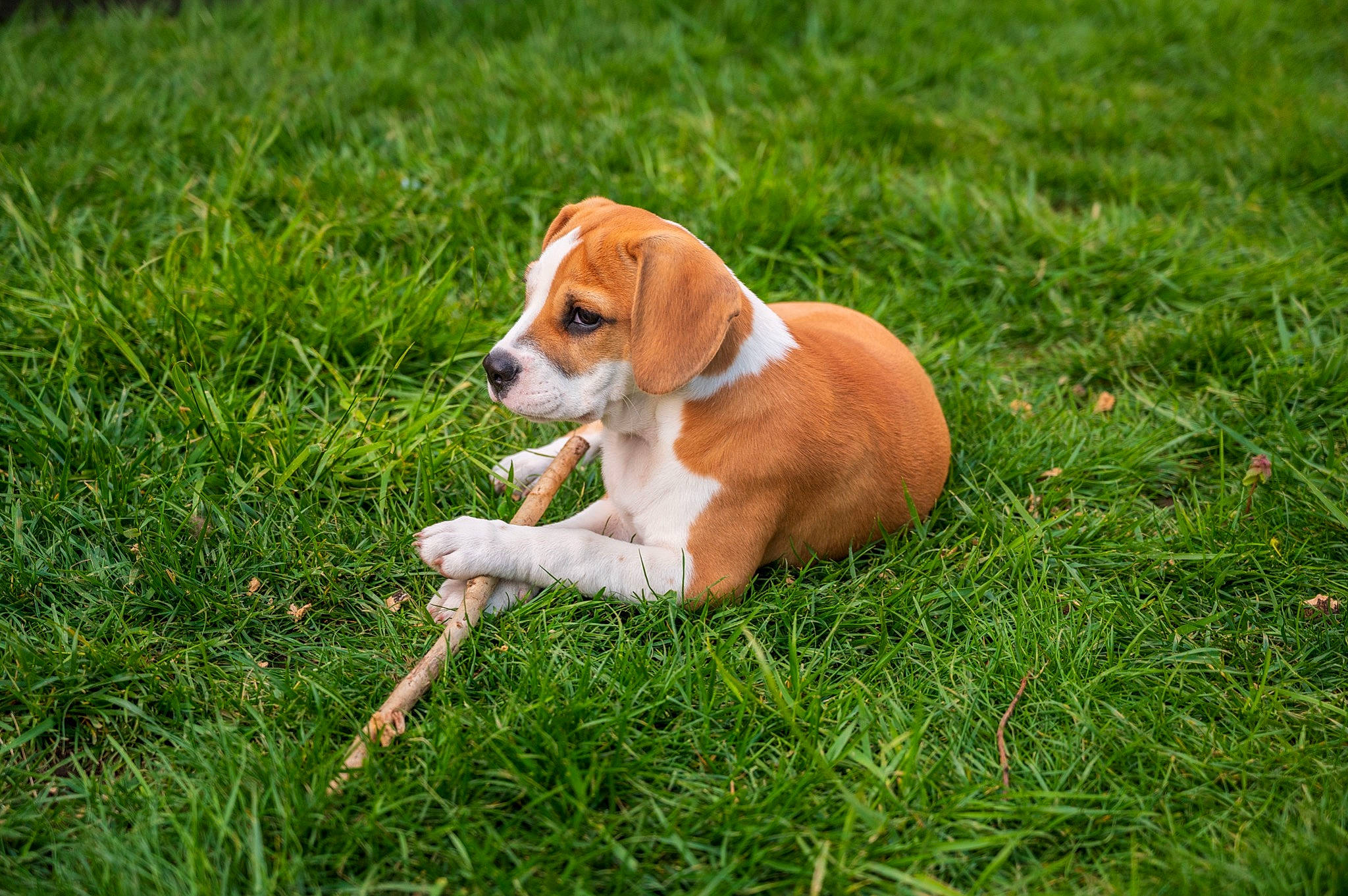 Charli is registered to the contest to win money with this photo: ball, beagle, canidae, carnivore, companion_dog, dog, dog_breed, fawn, finnish_hound, grass, grassland, groundcover, hound, liver, paw, plant, scent_hound, snout, sporting_group, tail