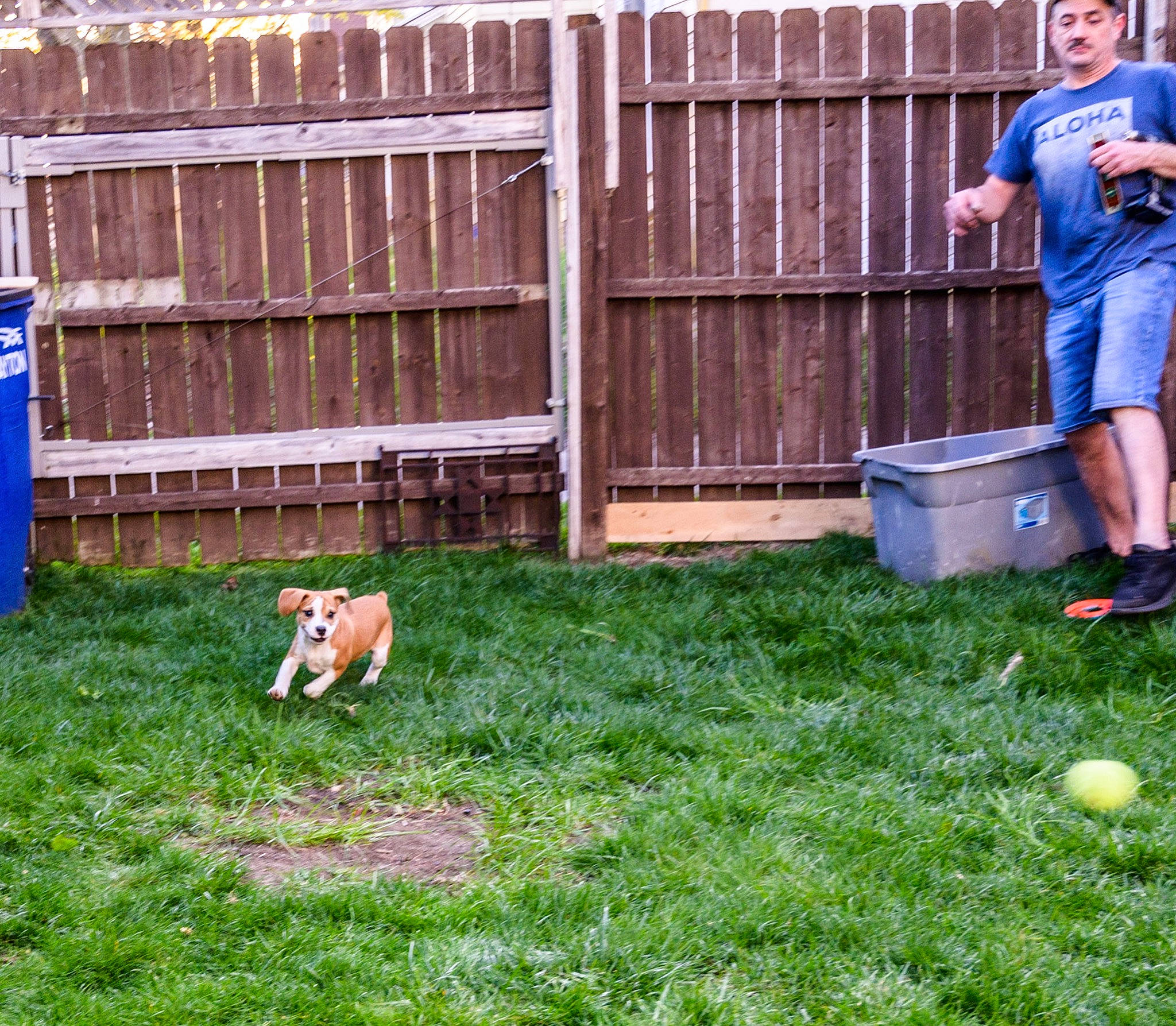 Charli joined the competition — help win amazing prizes! animal_shelter, ball, carnivore, companion_dog, dog, dog_breed, fawn, fence, garden, grass, grass_family, home_fencing, lawn, pasture, rabbit, recreation, shorts, sports_equipment, t_shirt, tail