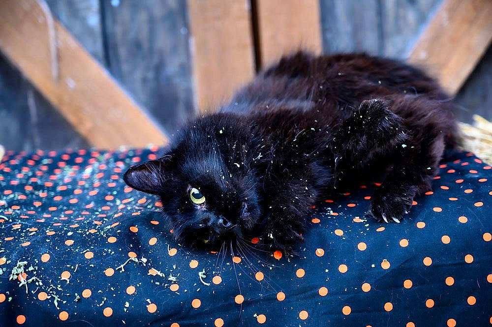 Salem joined the competition — help win amazing prizes! black_cat, bombay, carnivore, cat, claw, comfort, domestic_short_haired_cat, electric_blue, felidae, flooring, fur, mammal, pattern, paw, small_to_medium_sized_cats, snout, tail, terrestrial_animal, whiskers