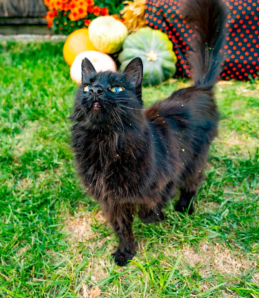 Salem is registered to the contest to win money with this photo: black_cat, carnivore, cat, claw, dog_breed, domestic_short_haired_cat, fawn, felidae, fur, grass, groundcover, leaf, plant, sitting, small_to_medium_sized_cats, snout, tail, terrestrial_animal, tree, whiskers